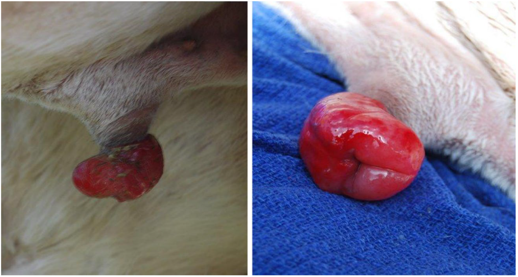 Animals 15 02931 g019