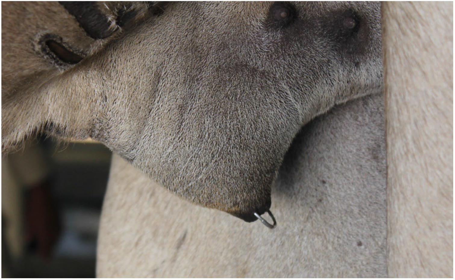 Animals 15 02931 g021