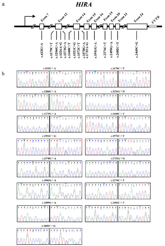 Novel Silent Mutations in the HIRA Gene Associated with