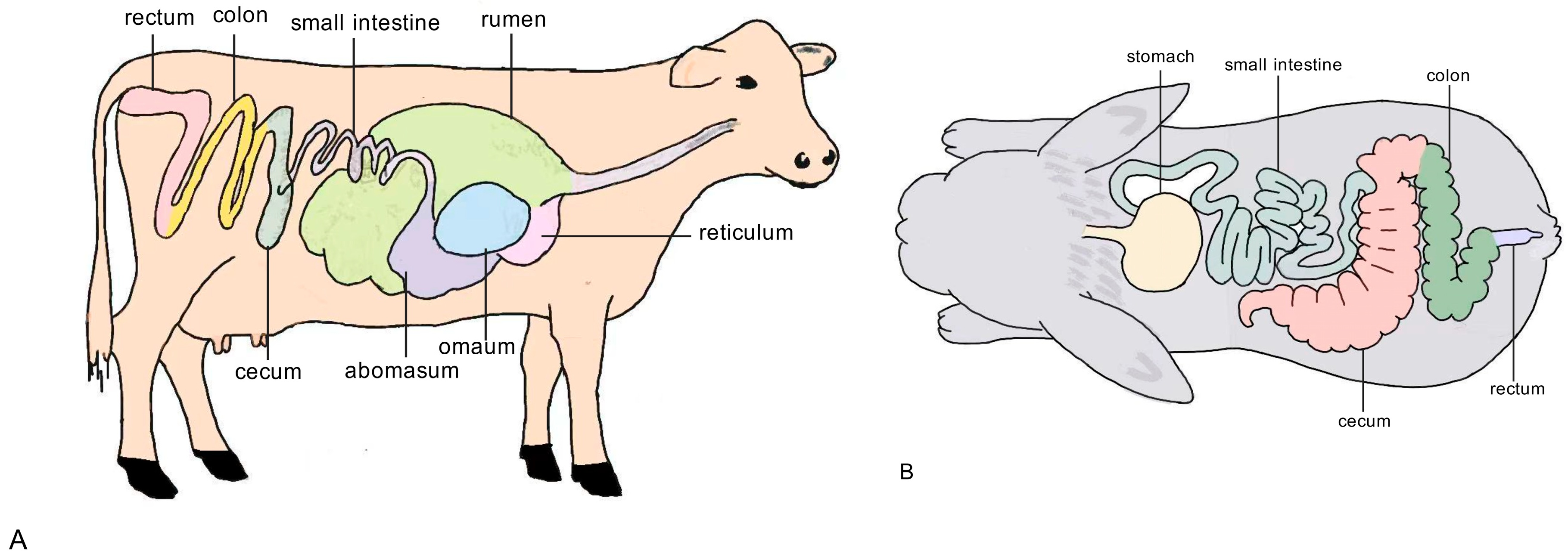 Animals 15 02938 g001 Animals 15 02938 g001