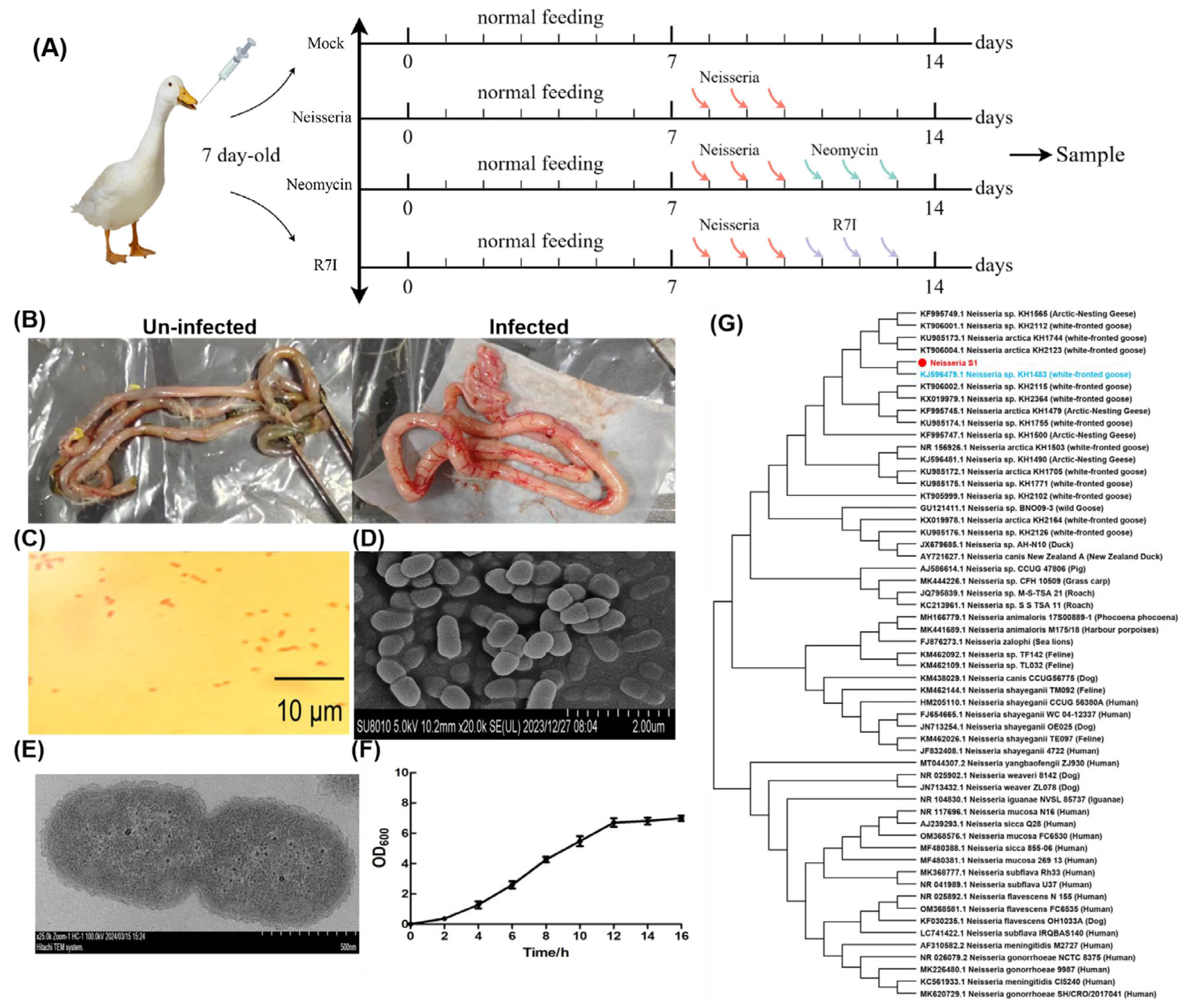 Animals 15 02939 g001 Animals 15 02939 g001