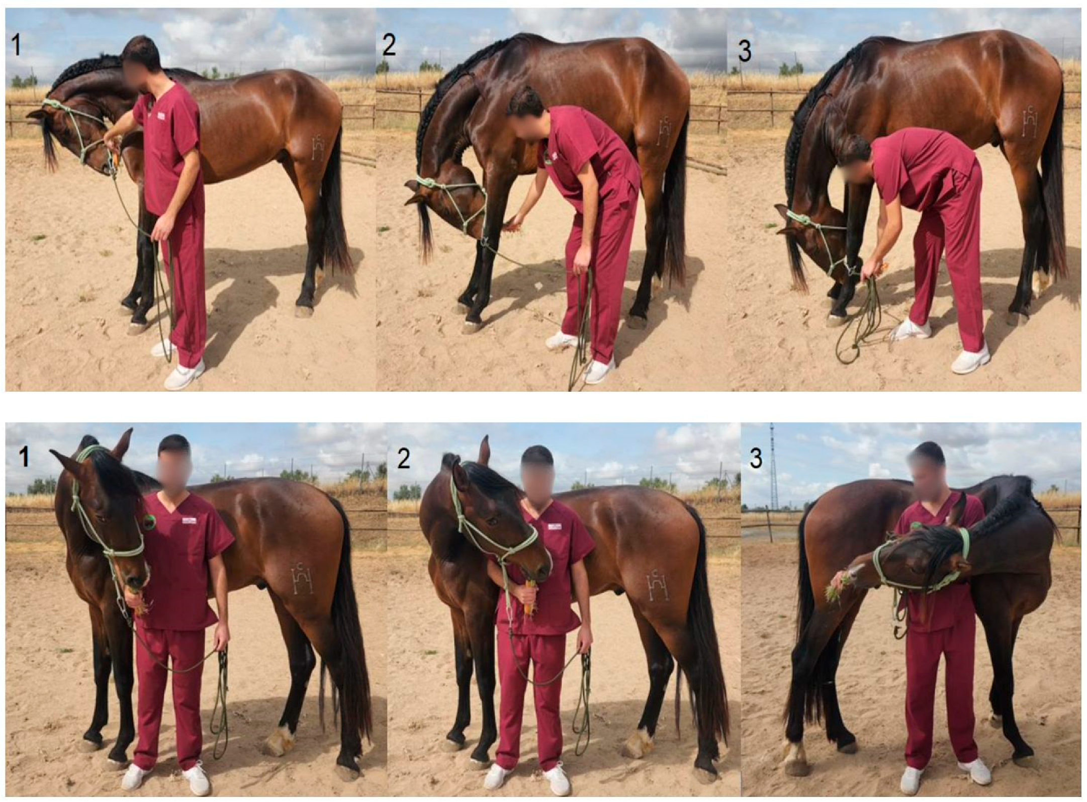 Animals 15 02943 g001