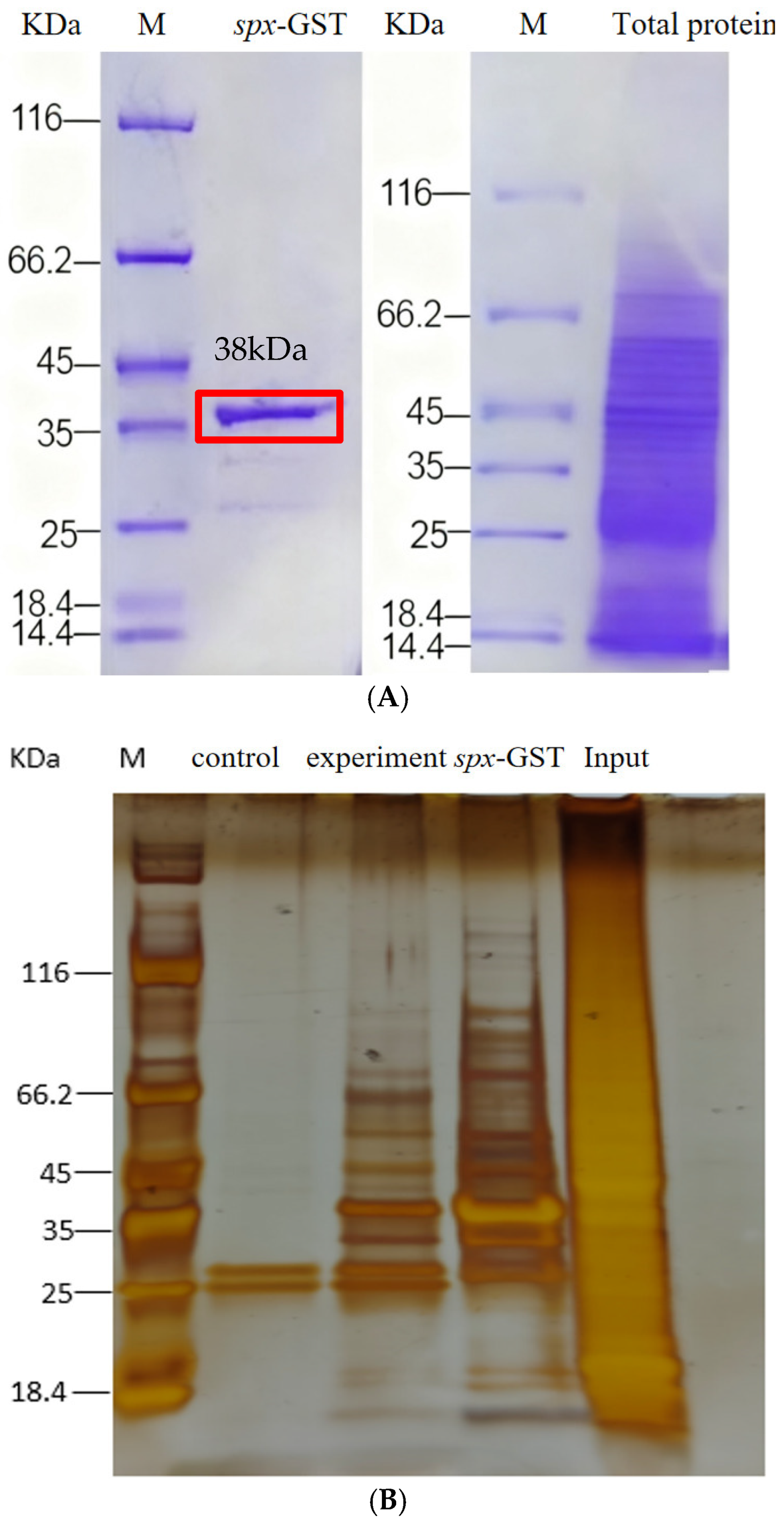 Animals 15 02944 g005