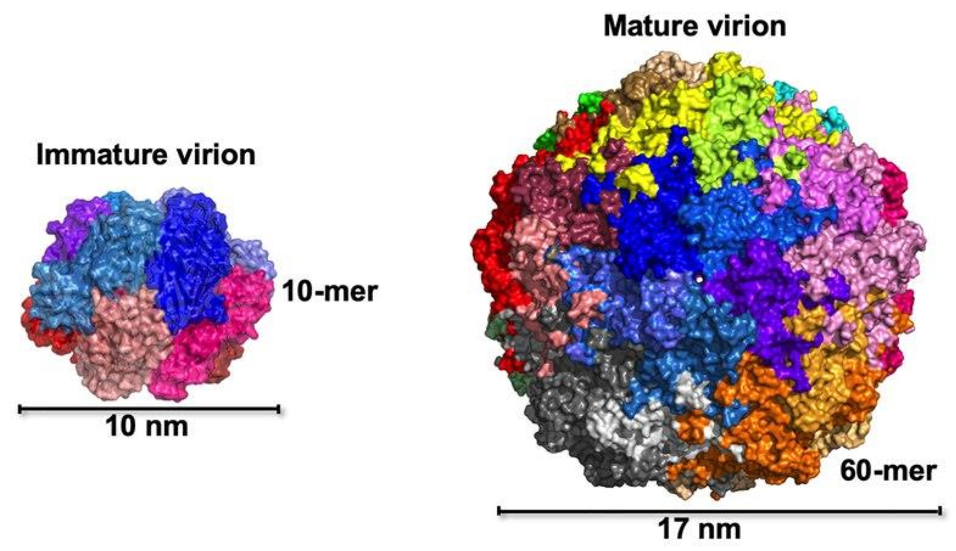 Animals 15 02947 g001