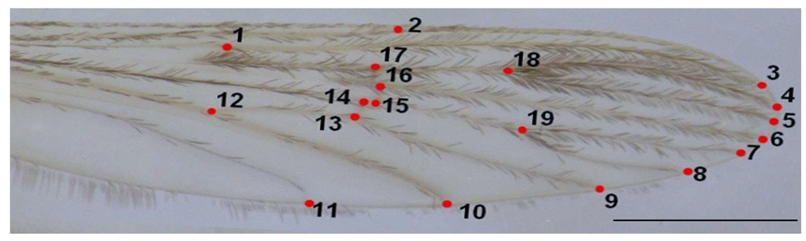 Animals 15 02949 g002