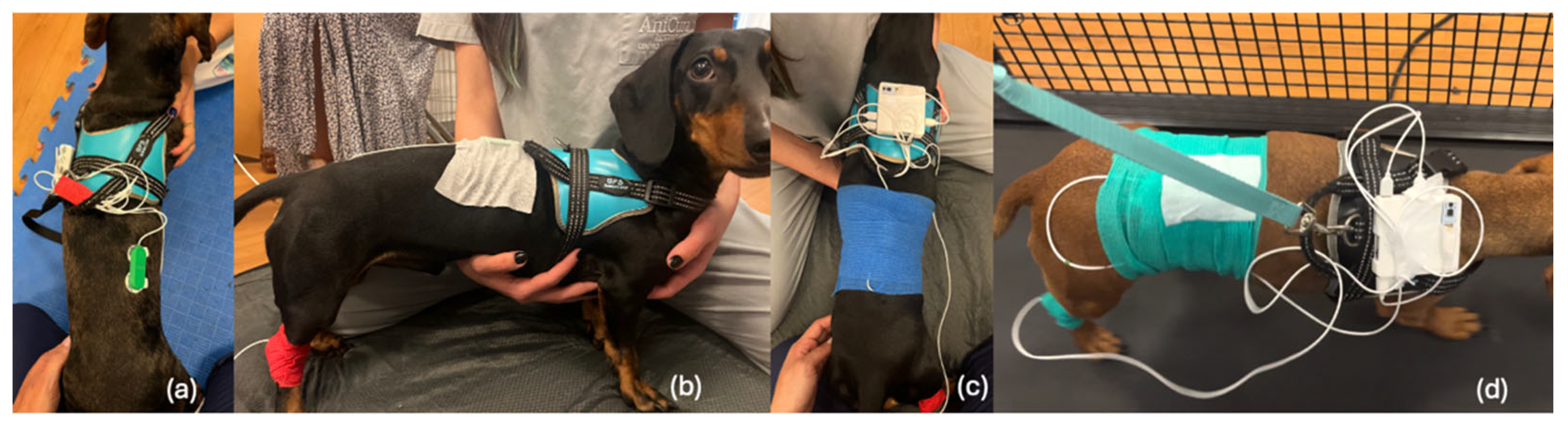 Animals 15 02959 g003