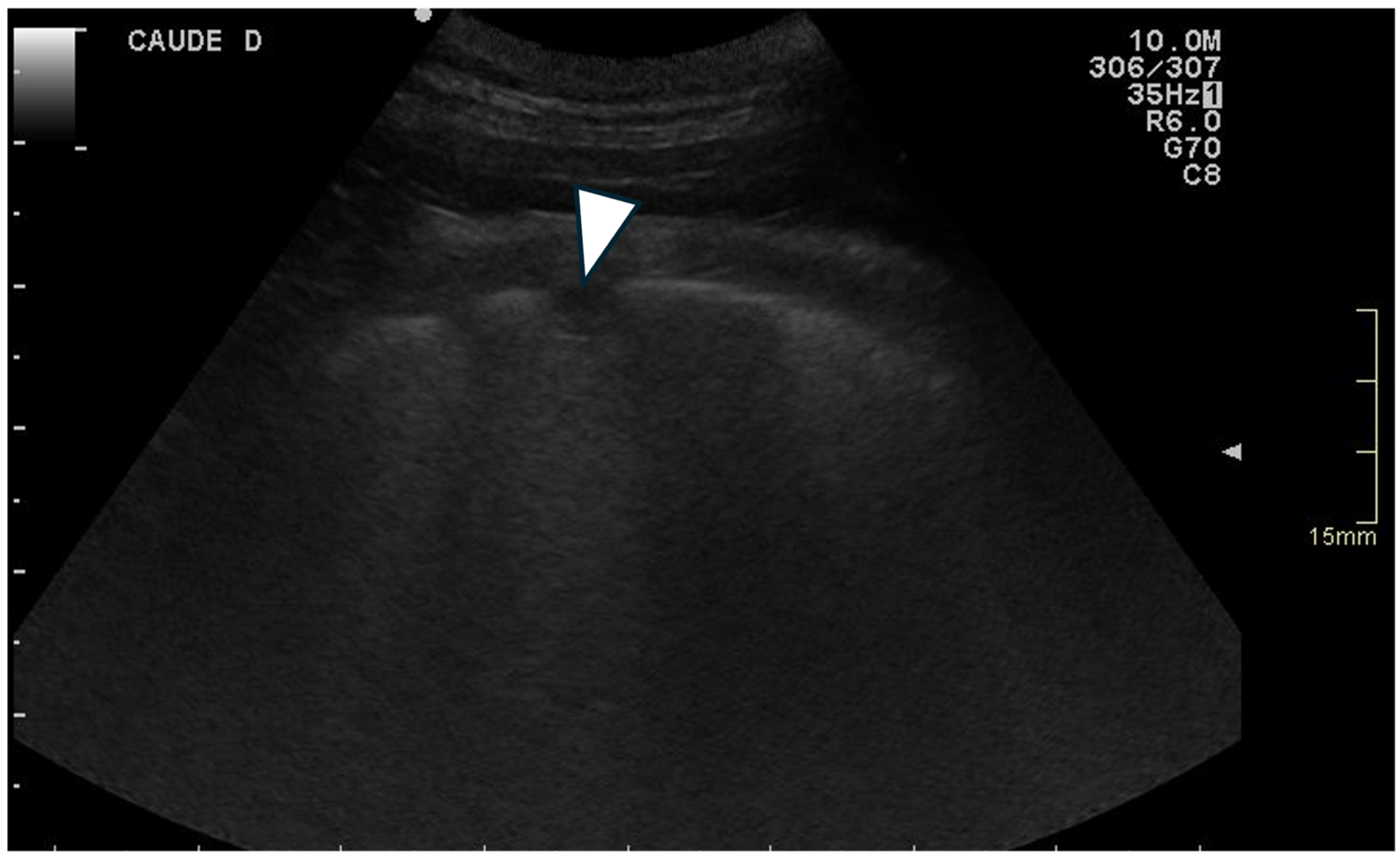 Animals 15 02964 g002