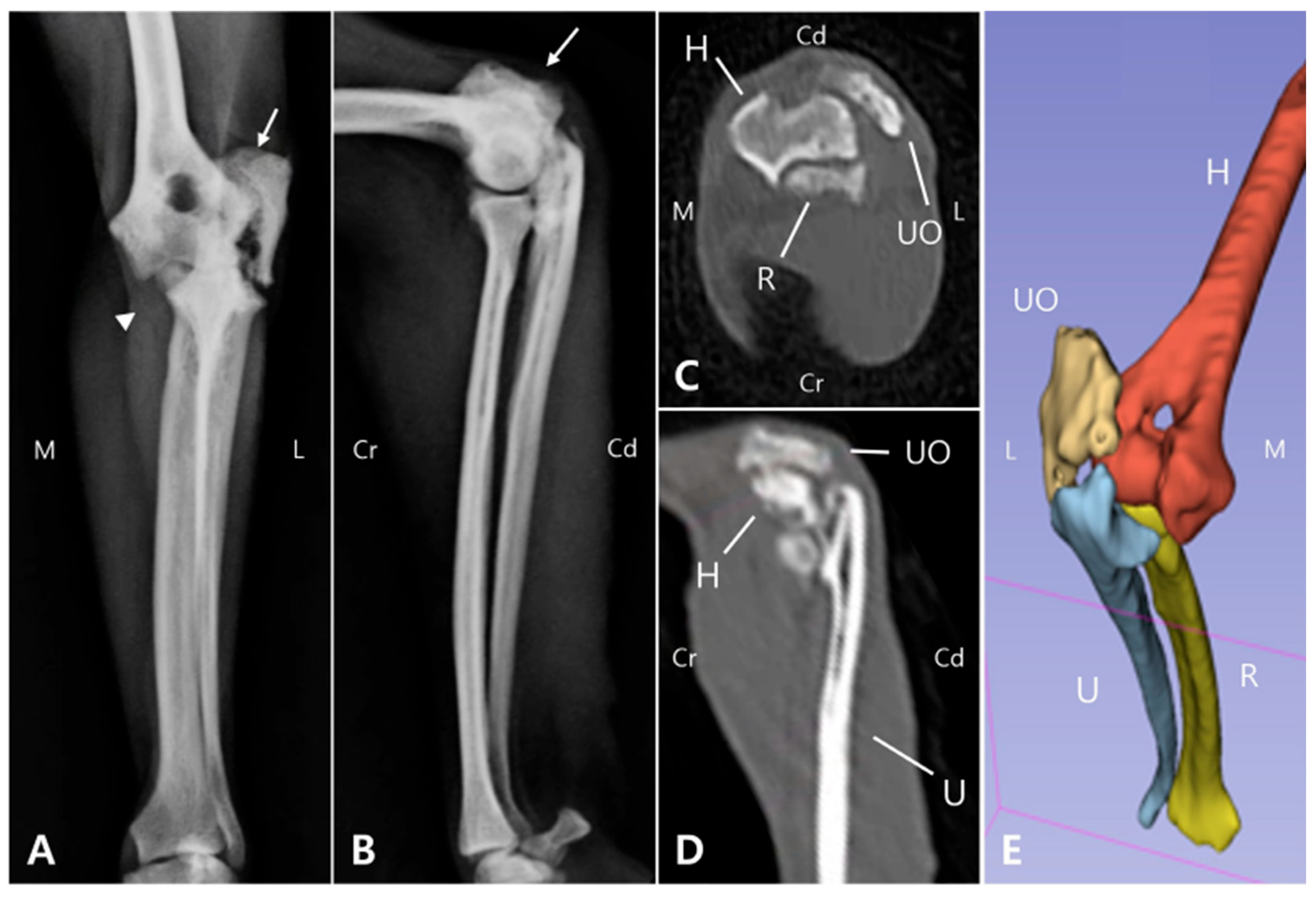 Animals 15 02968 g001