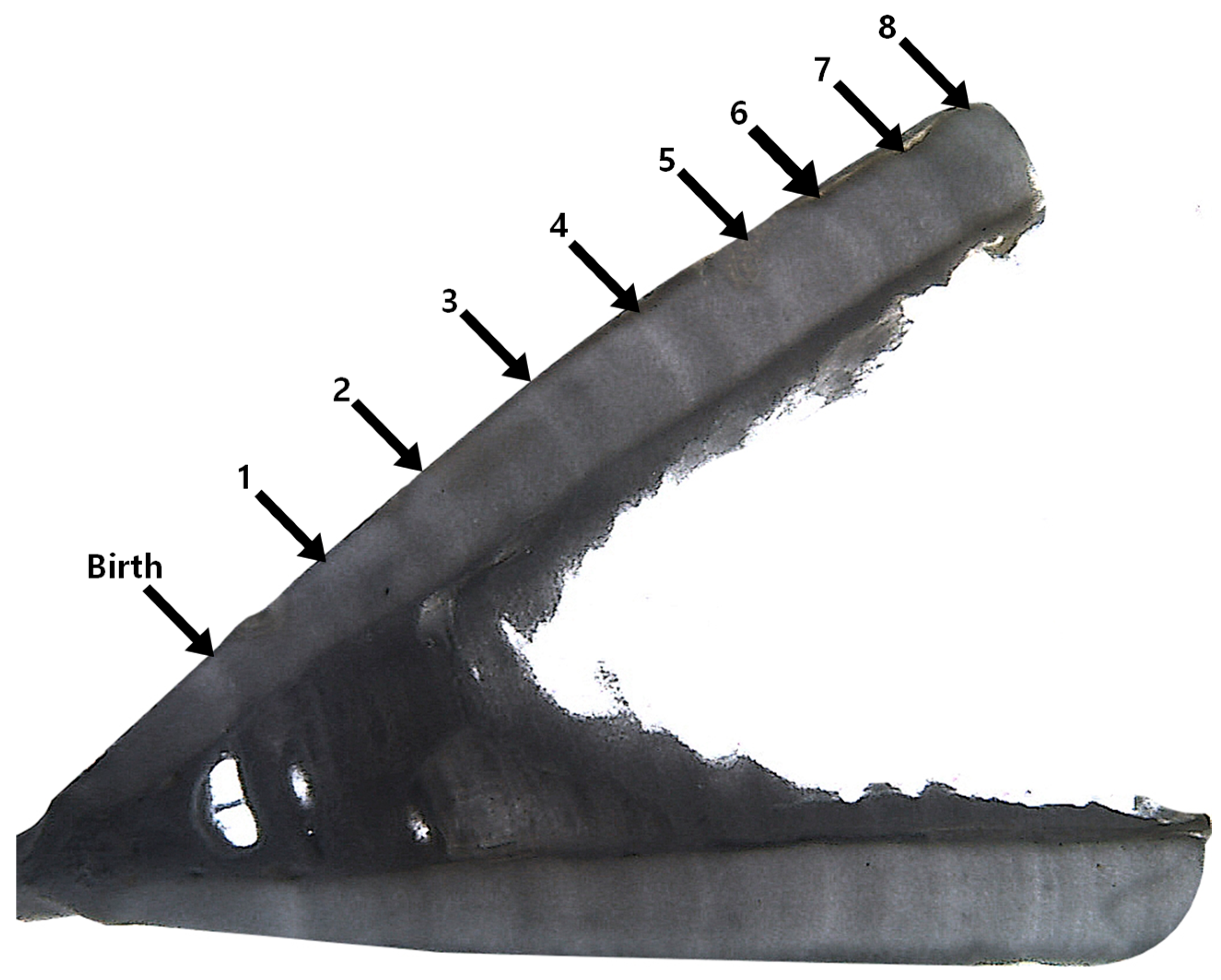 Animals 15 02974 g002 Animals 15 02974 g002