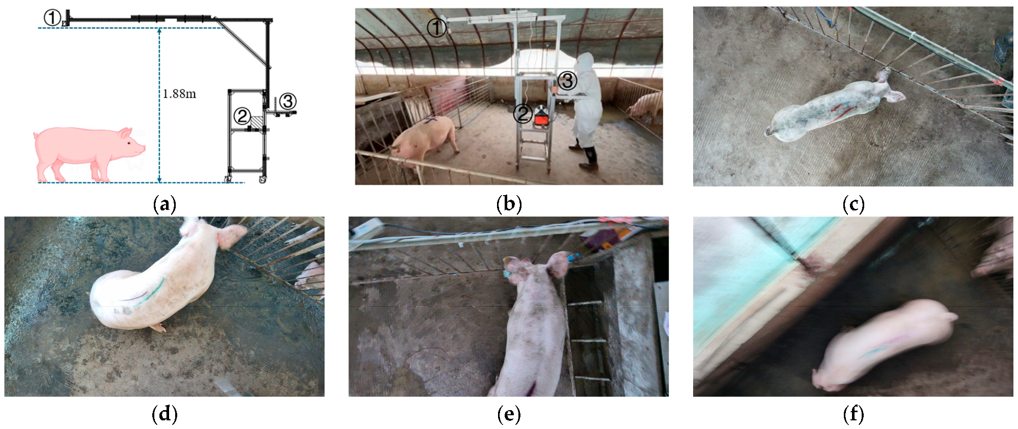 Animals 15 02975 g001