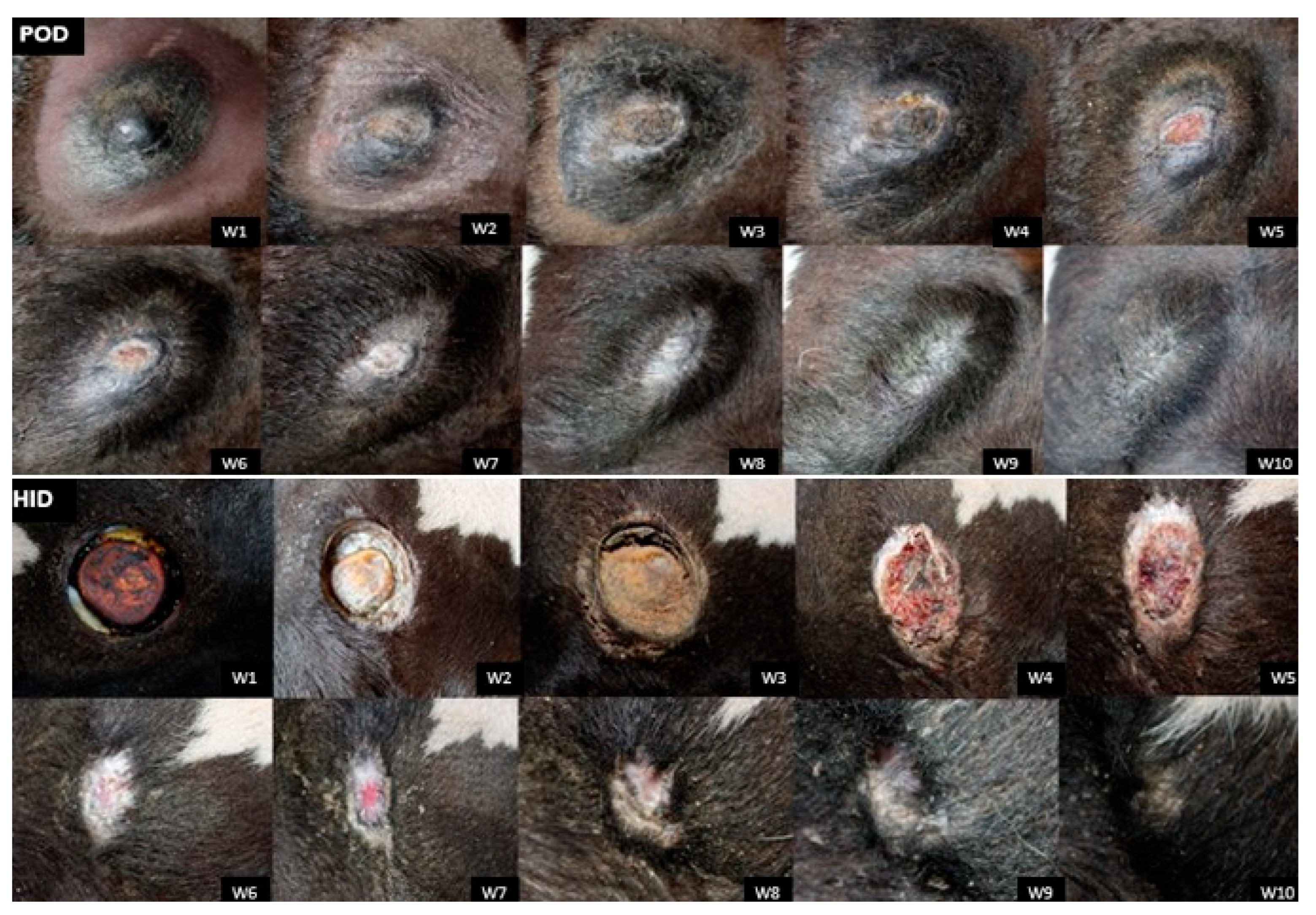 Animals 15 02977 g002 Animals 15 02977 g002