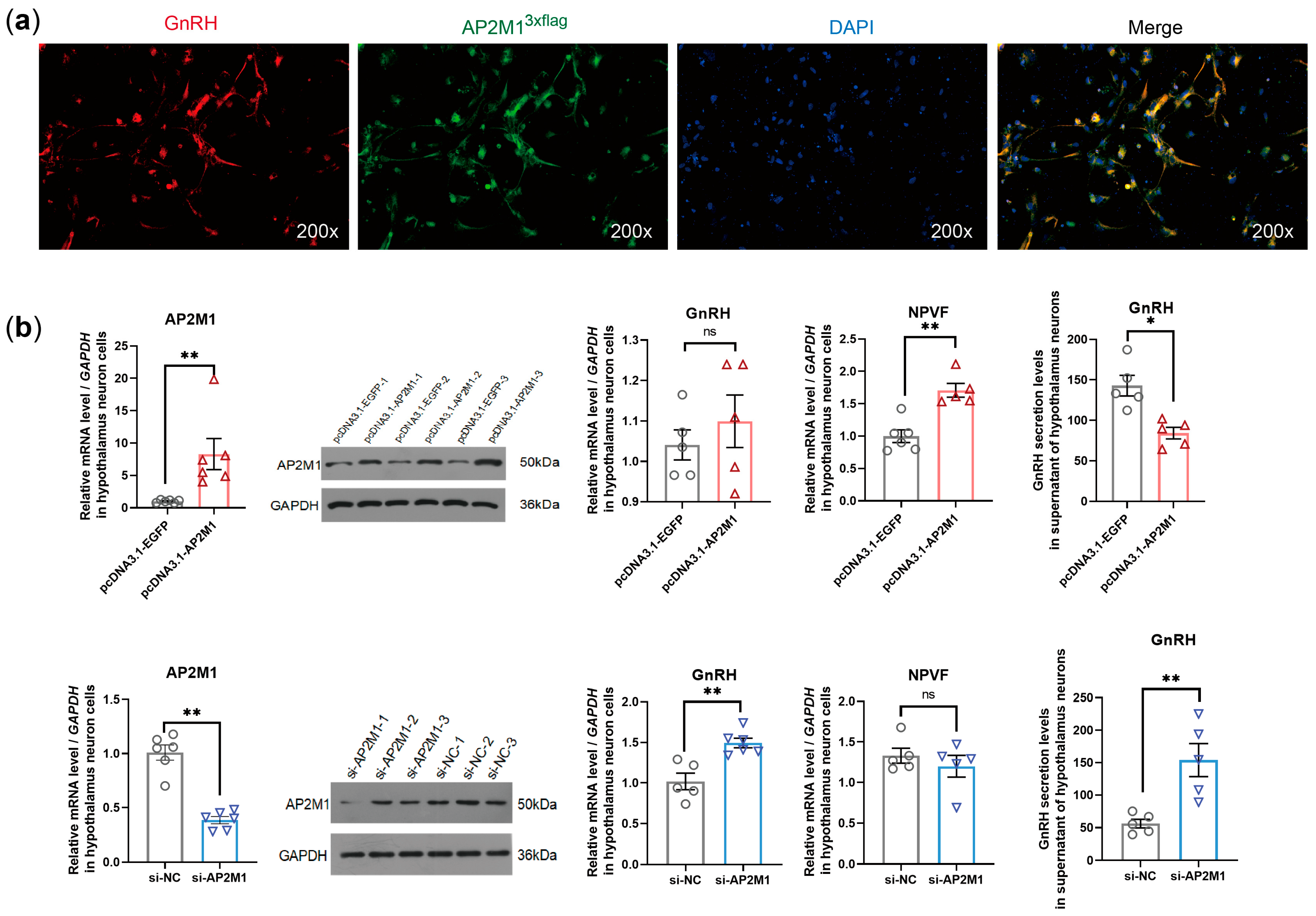 Animals 15 02990 g003