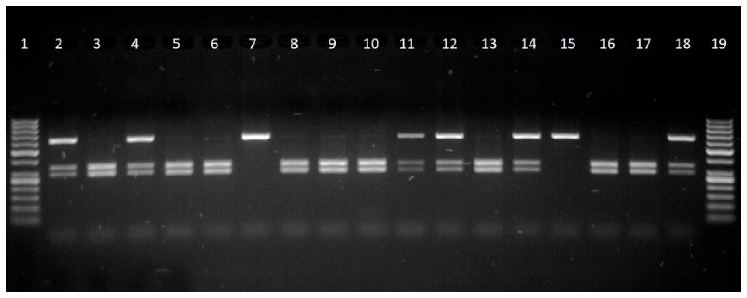 Animals 15 02992 g001