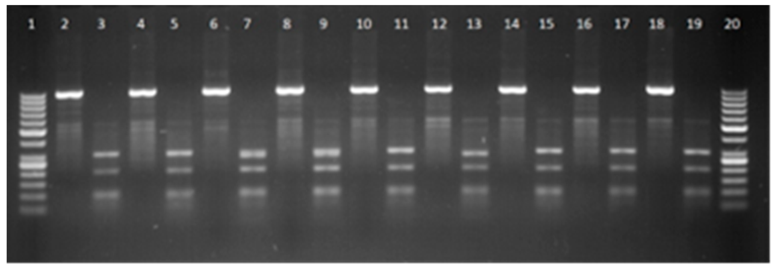 Animals 15 02992 g002