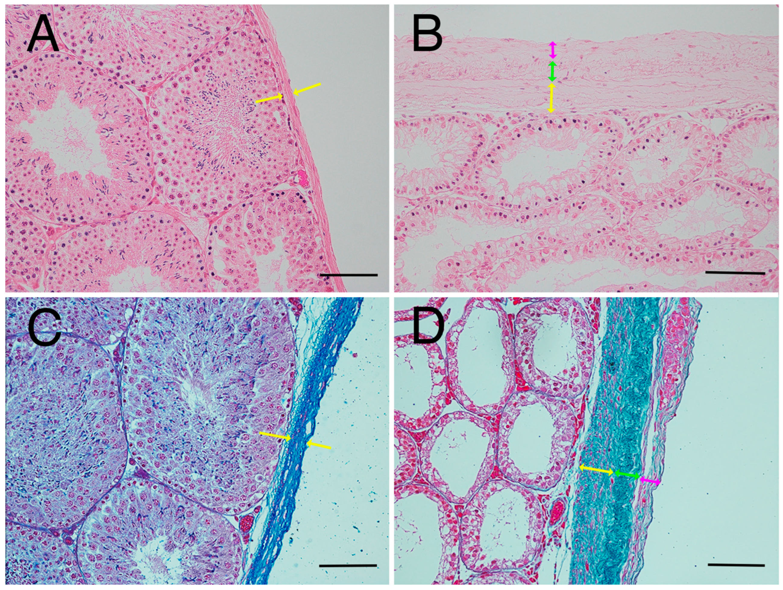 Animals 15 02999 g008