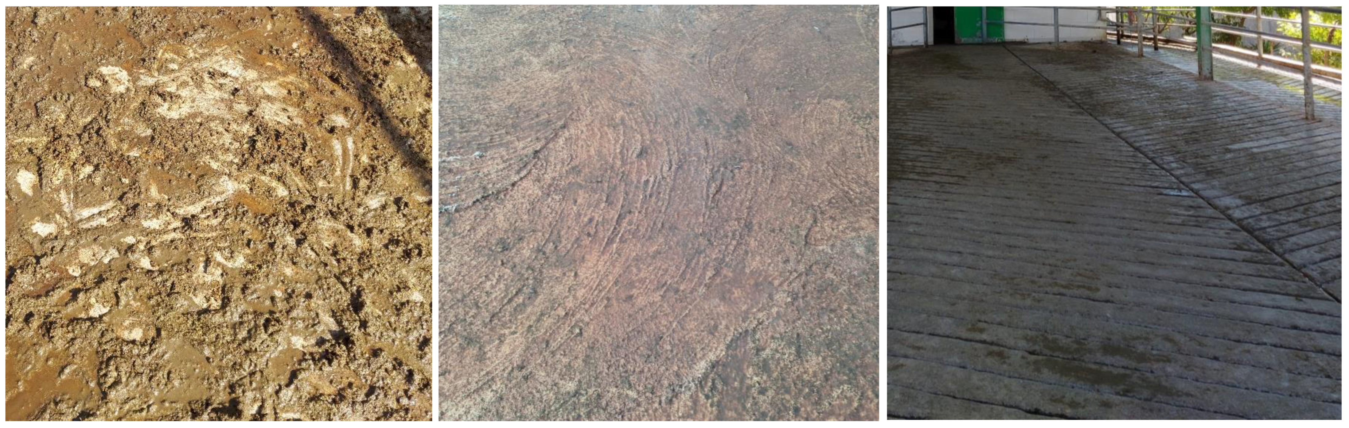 Animals 15 03001 g002 Animals 15 03001 g002