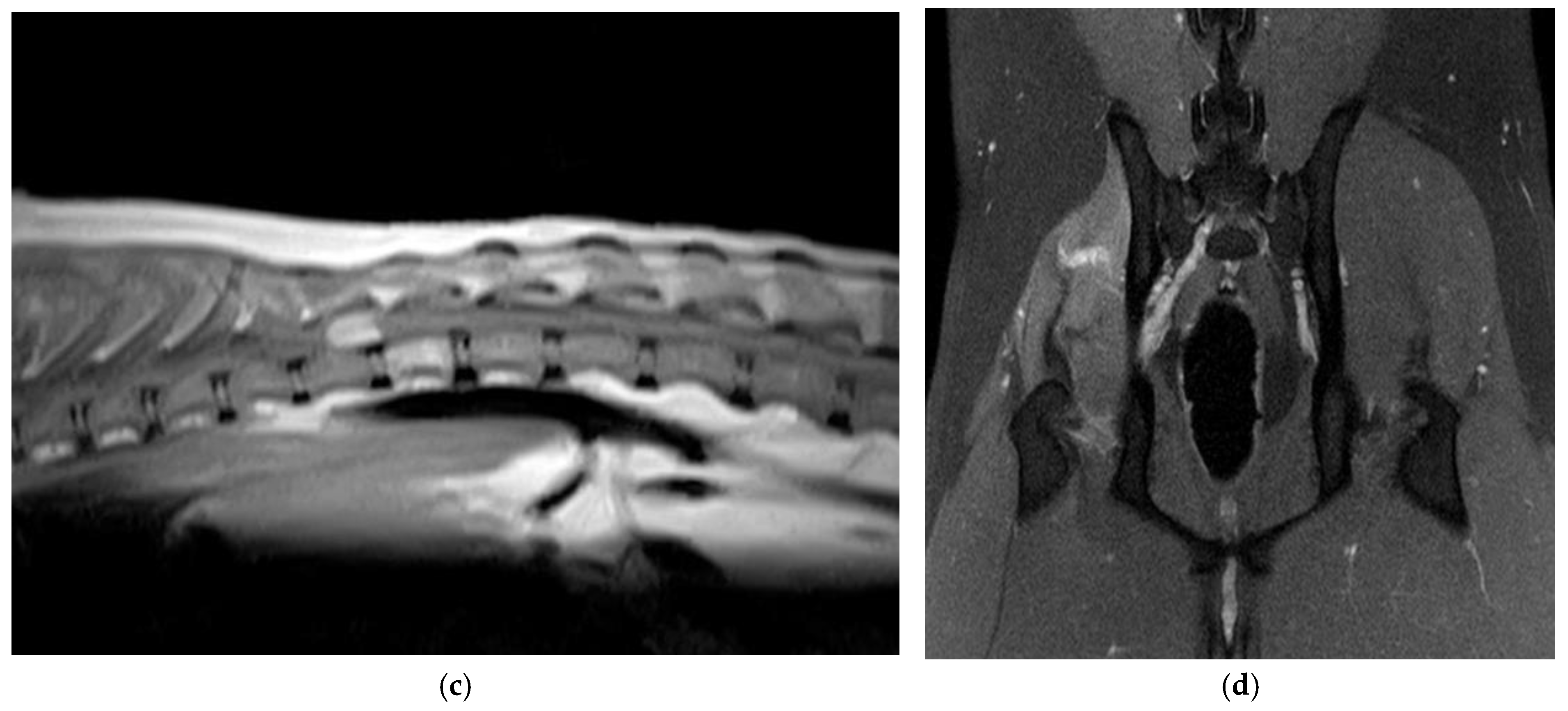 Animals 15 03010 g001b