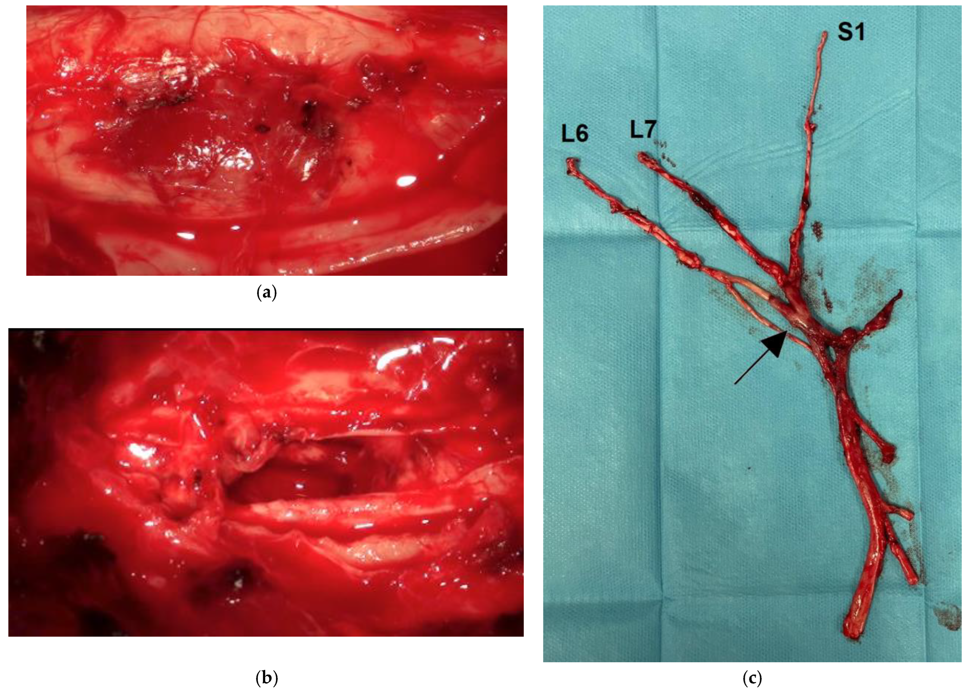 Animals 15 03010 g002