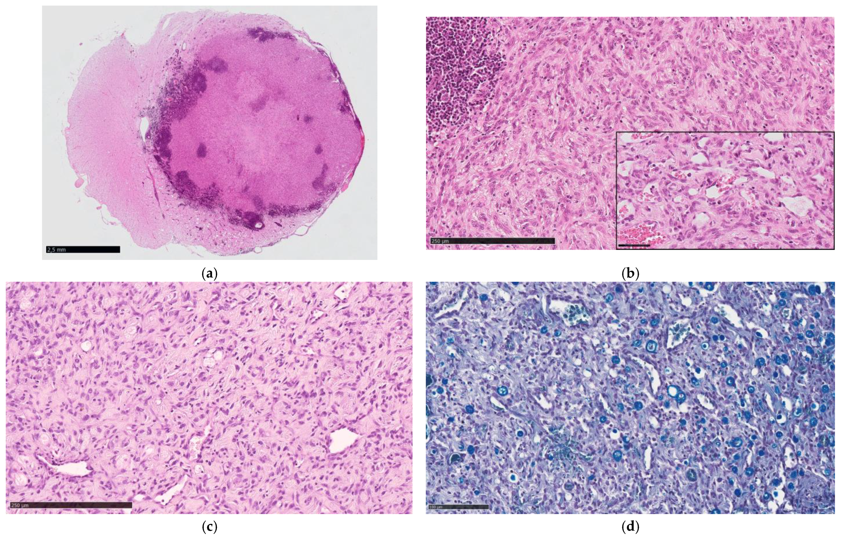 Animals 15 03010 g003