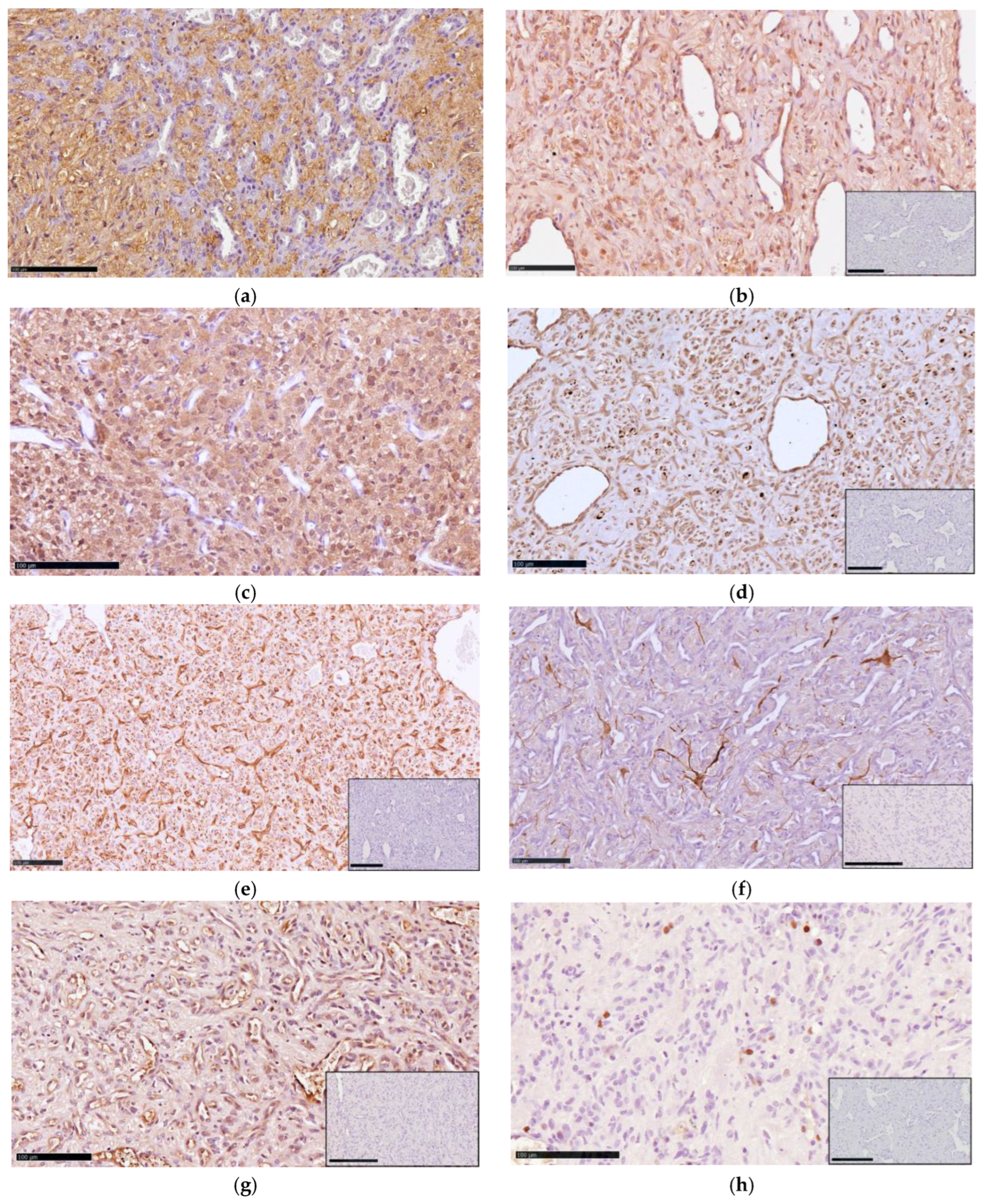 Animals 15 03010 g004