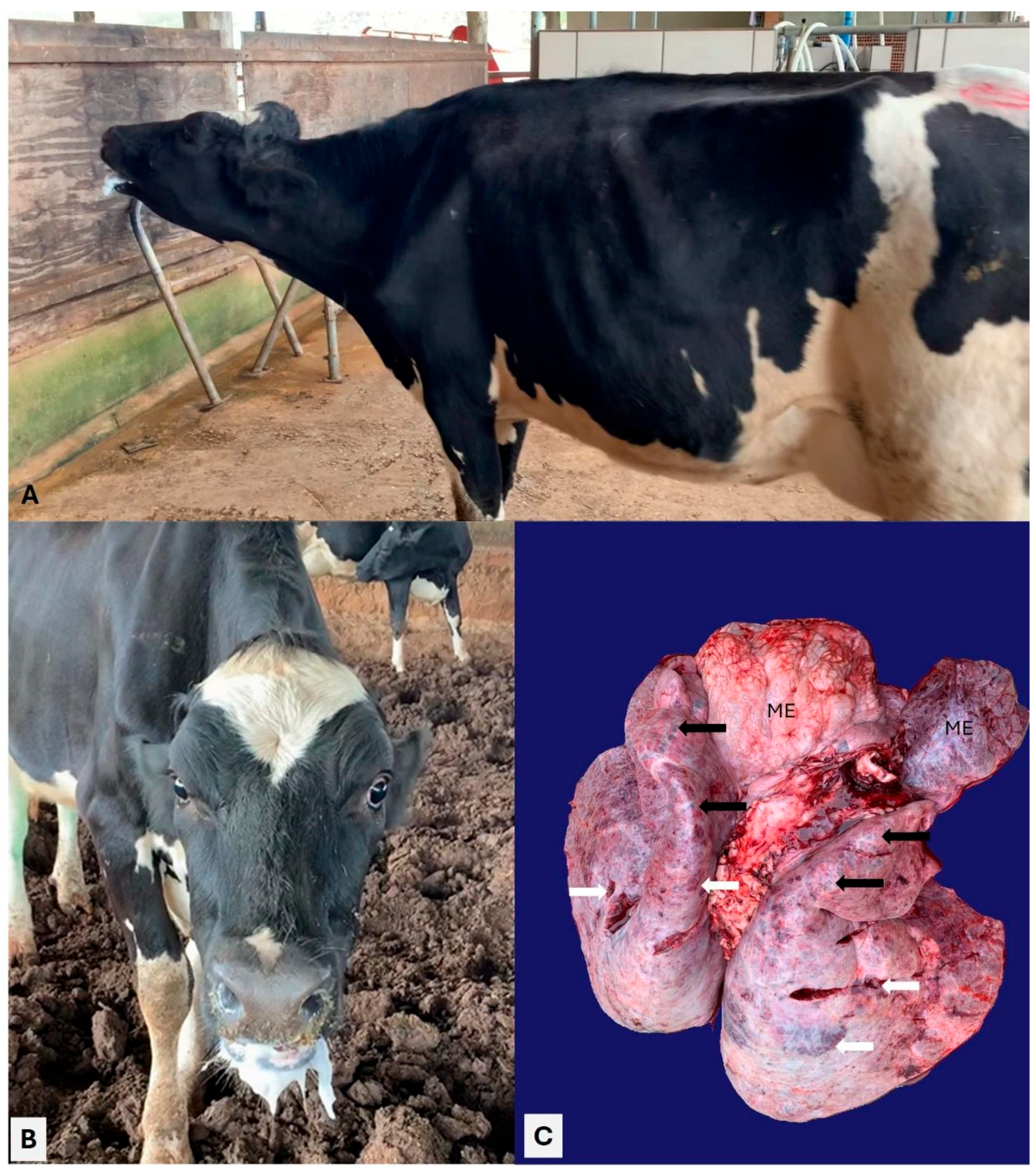 Animals 15 03015 g003 Animals 15 03015 g003