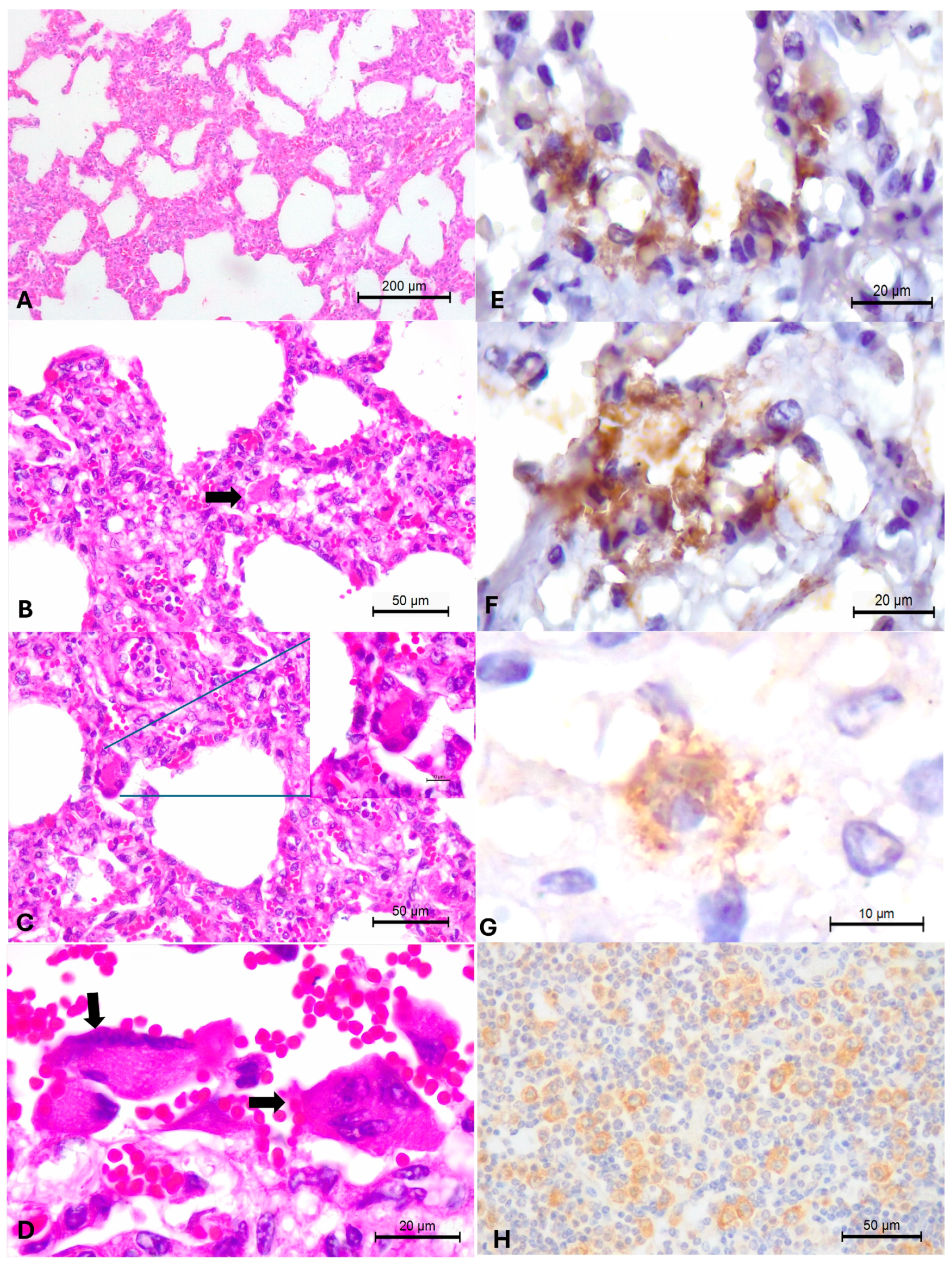 Animals 15 03015 g004 Animals 15 03015 g004