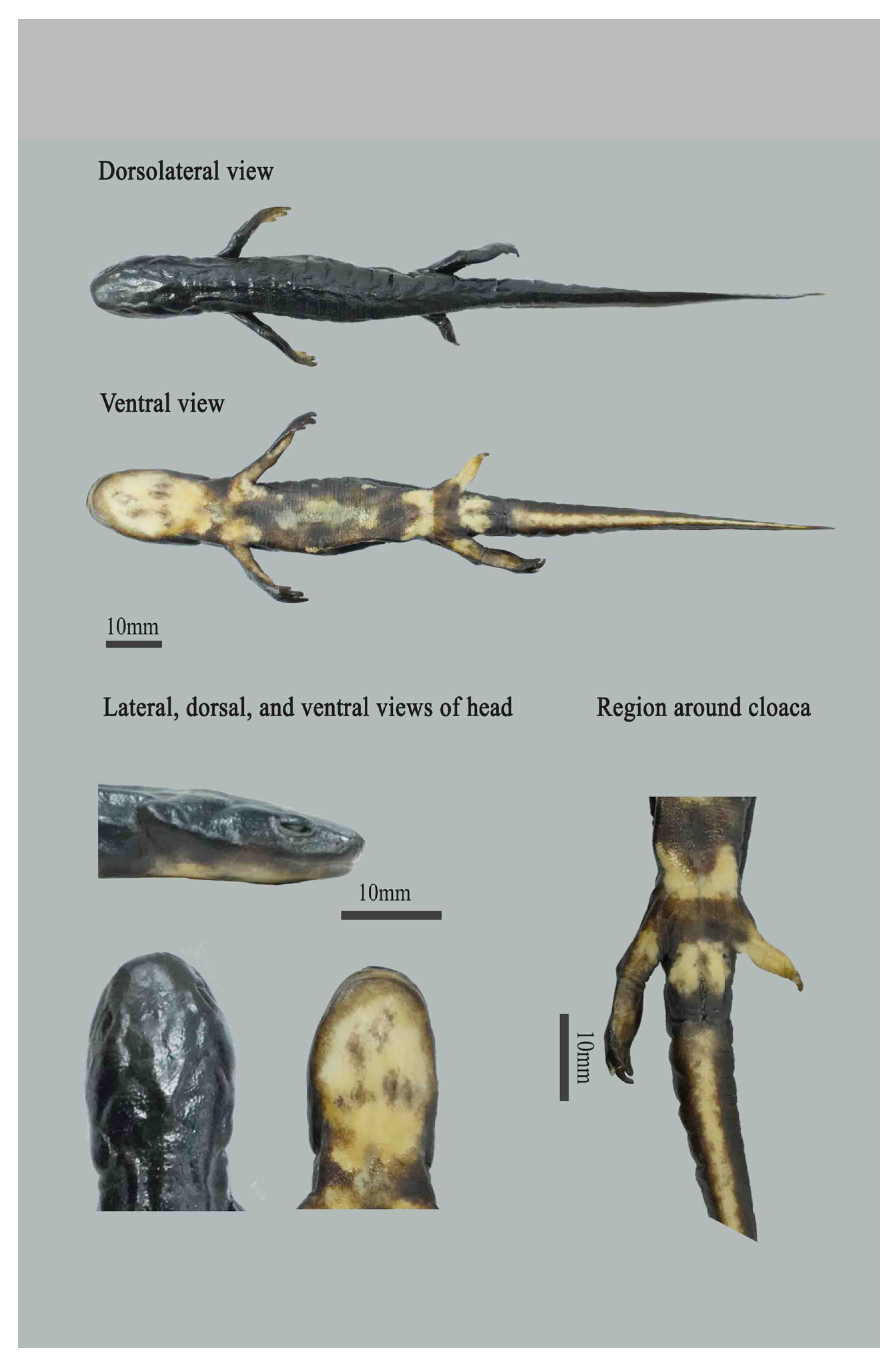 Animals 15 03018 g005 Animals 15 03018 g005