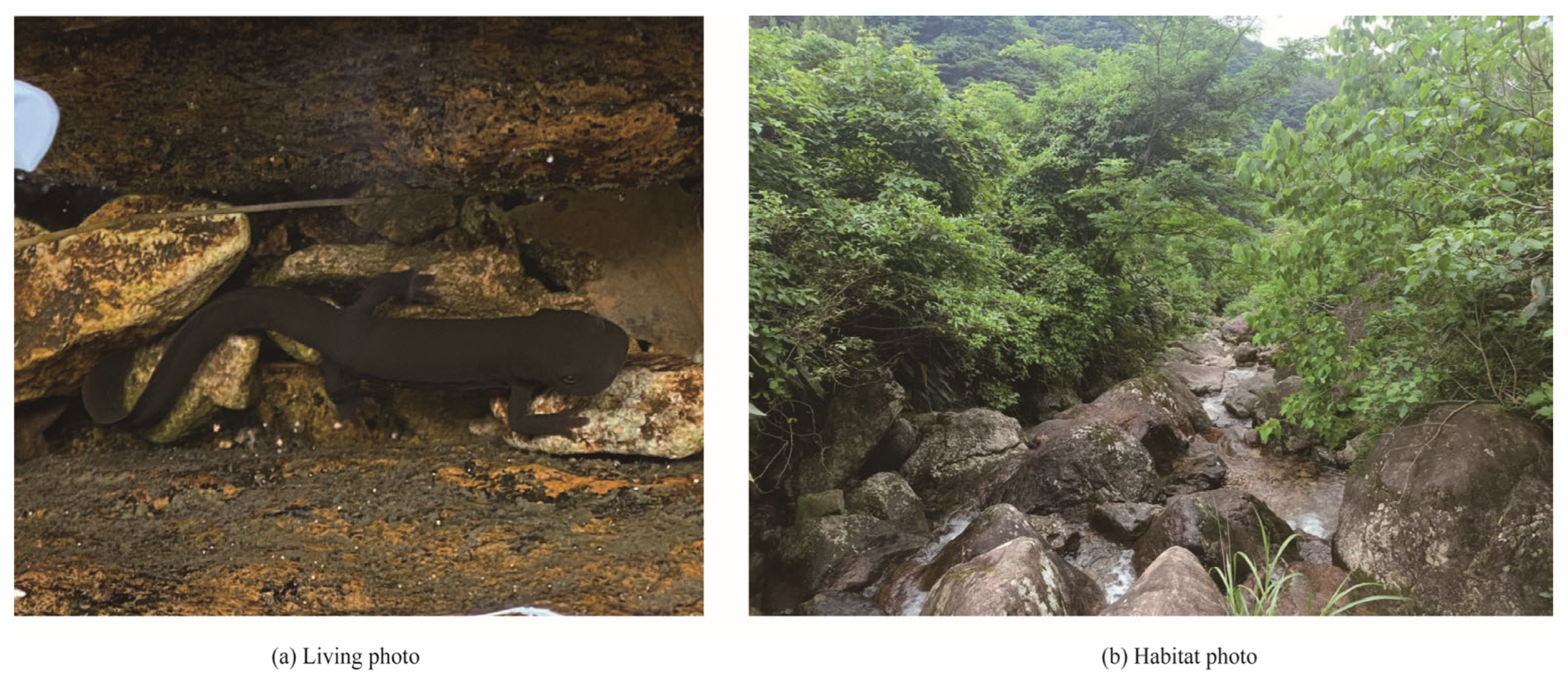 Animals 15 03018 g006 Animals 15 03018 g006