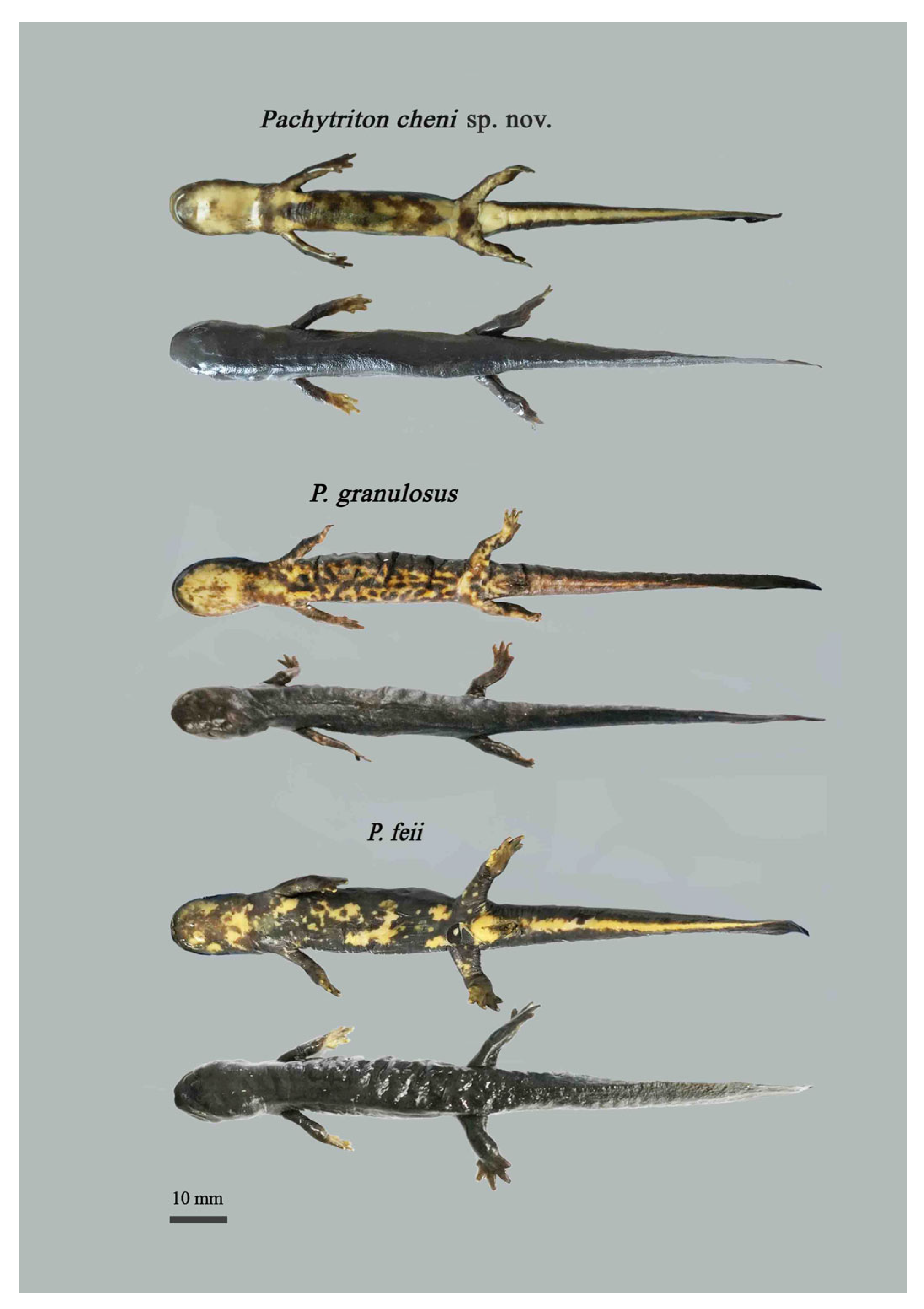 Animals 15 03018 g007 Animals 15 03018 g007