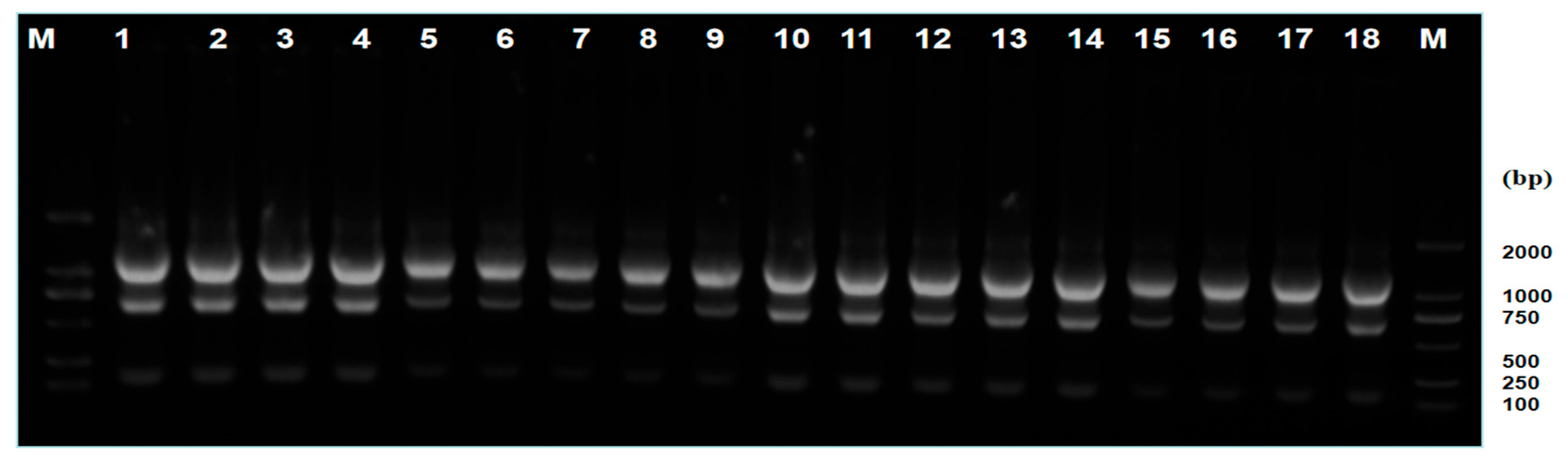 Animals 15 03029 g001