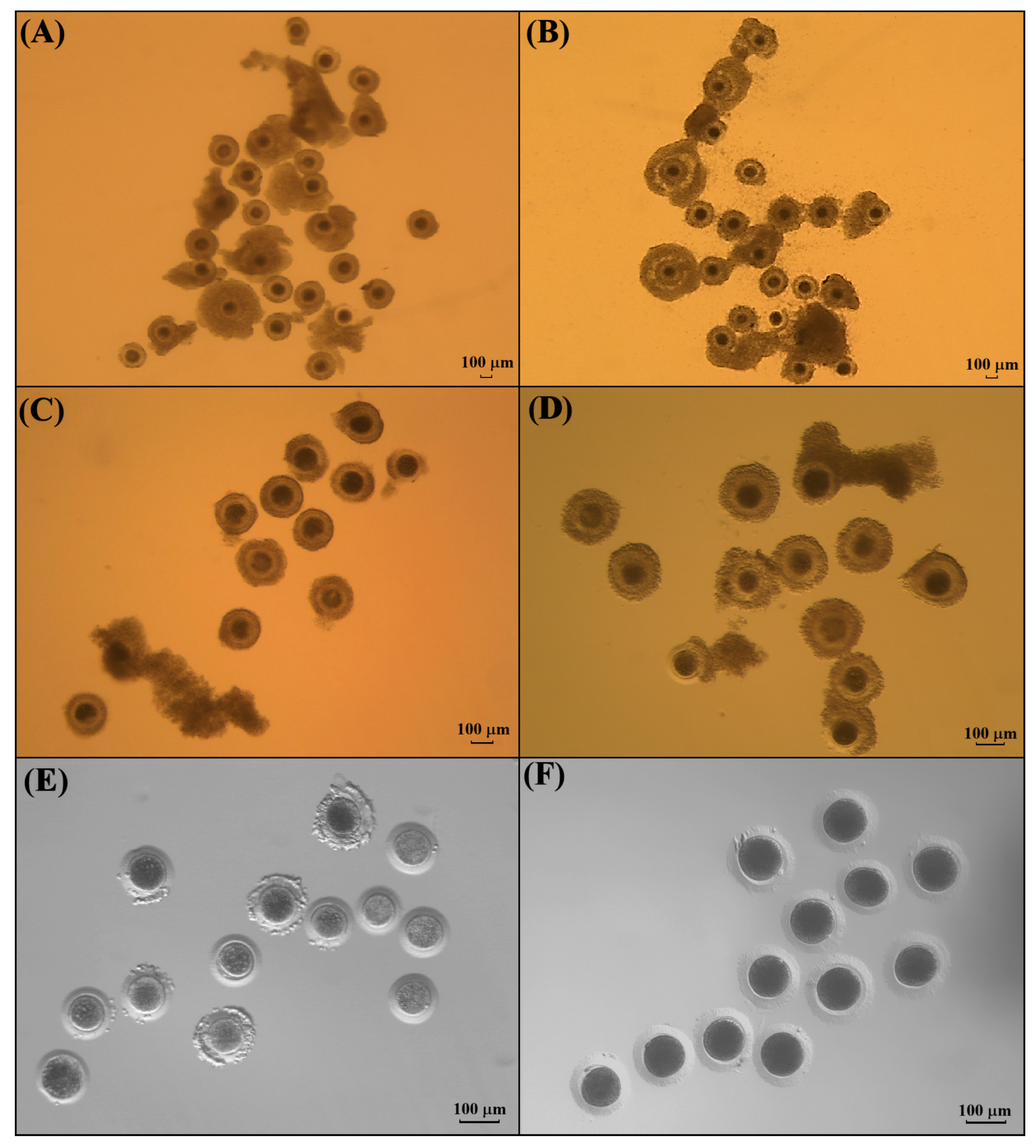 Animals 15 03031 g004