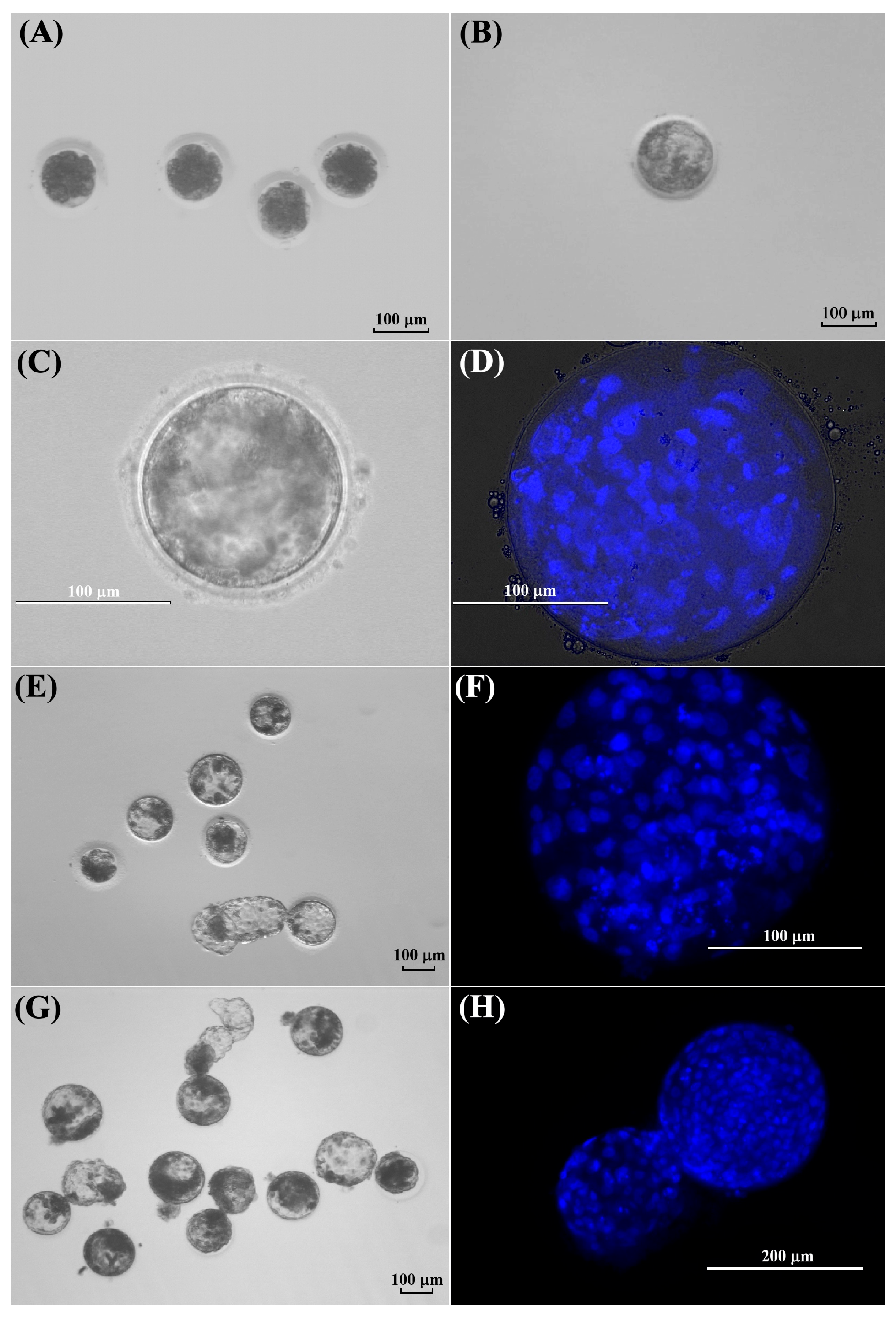 Animals 15 03031 g006