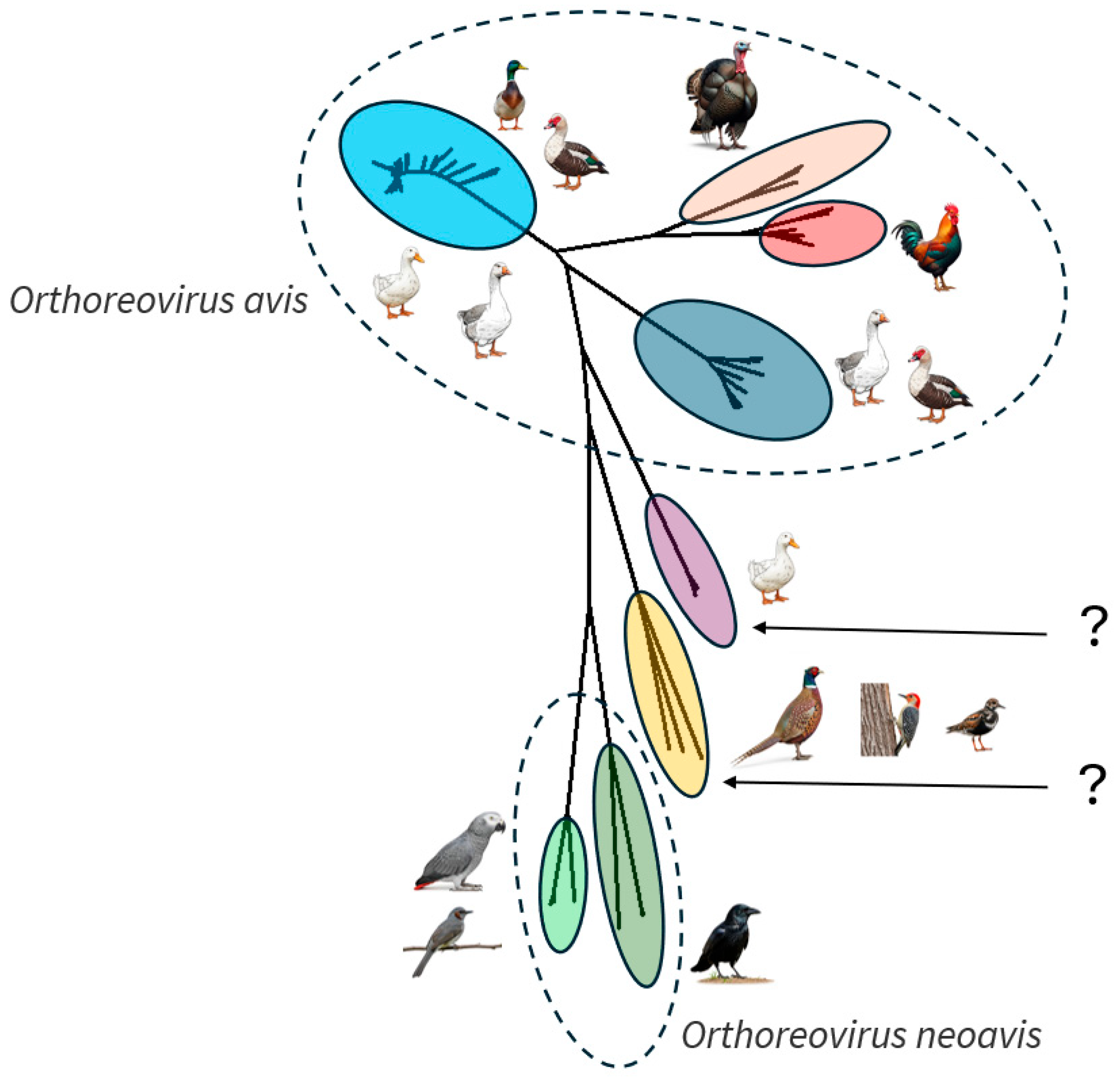 Animals 15 03053 g002 Animals 15 03053 g002