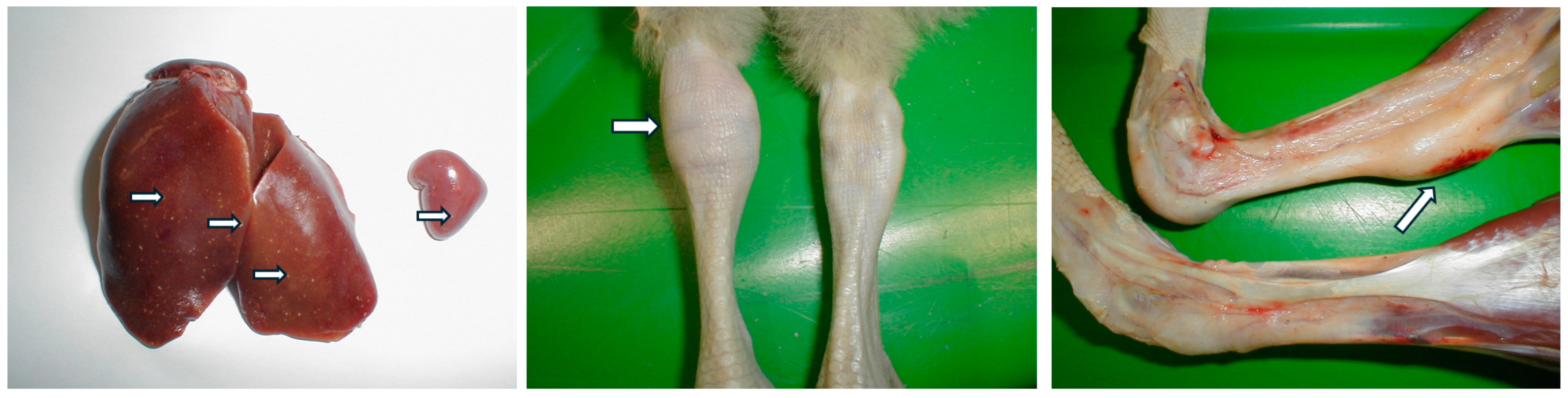 Animals 15 03053 g004 Animals 15 03053 g004