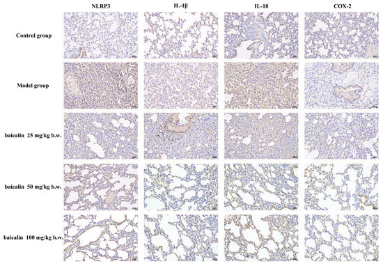 Baicalin Mitigates Pasteurella multocida-Induced Pulmonary and
