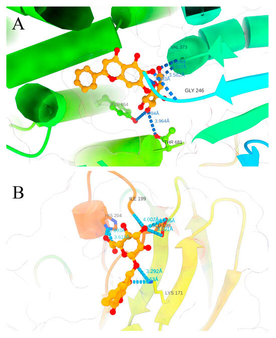 Baicalin Mitigates Pasteurella multocida-Induced Pulmonary and