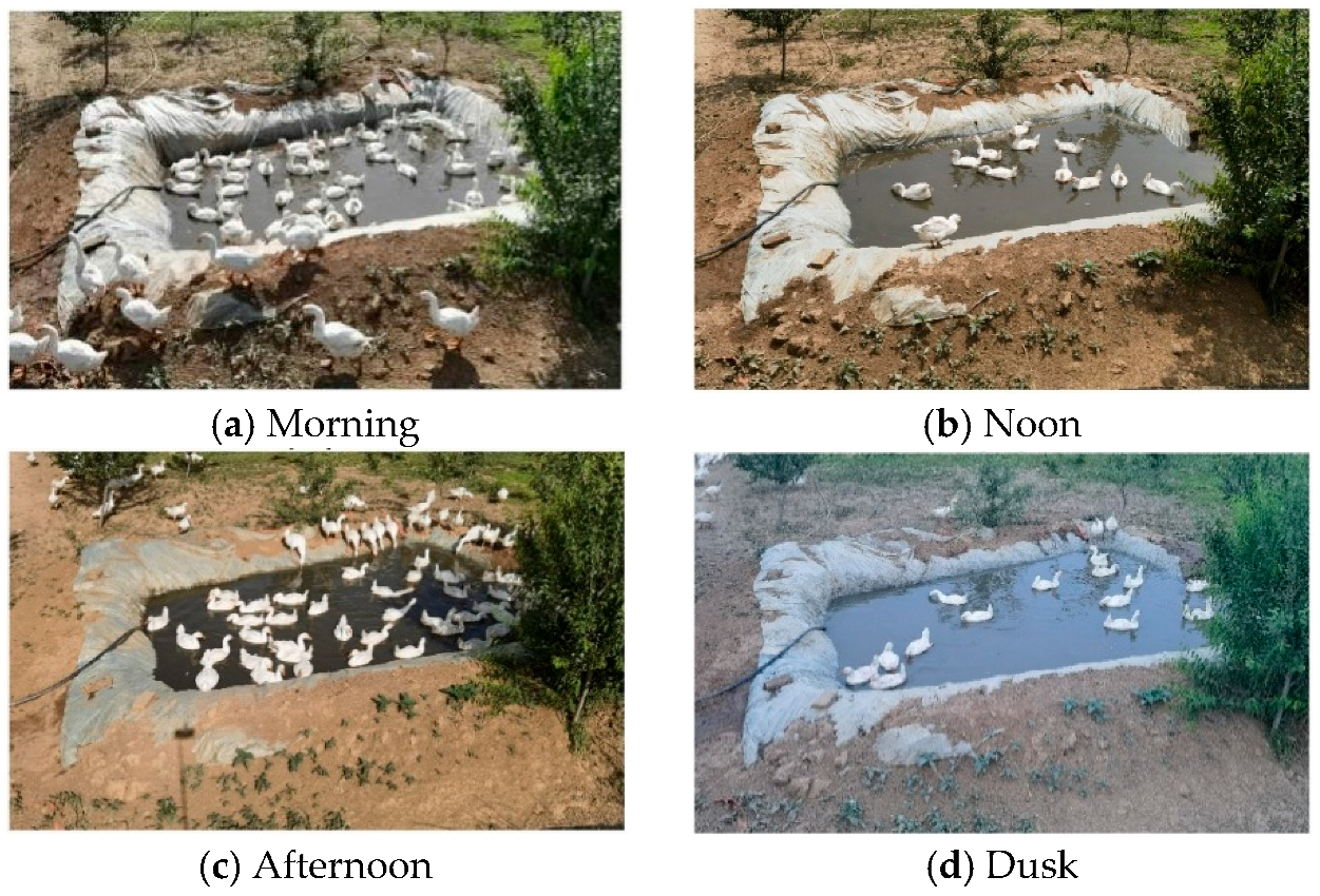 Animals 15 03058 g002 Animals 15 03058 g002