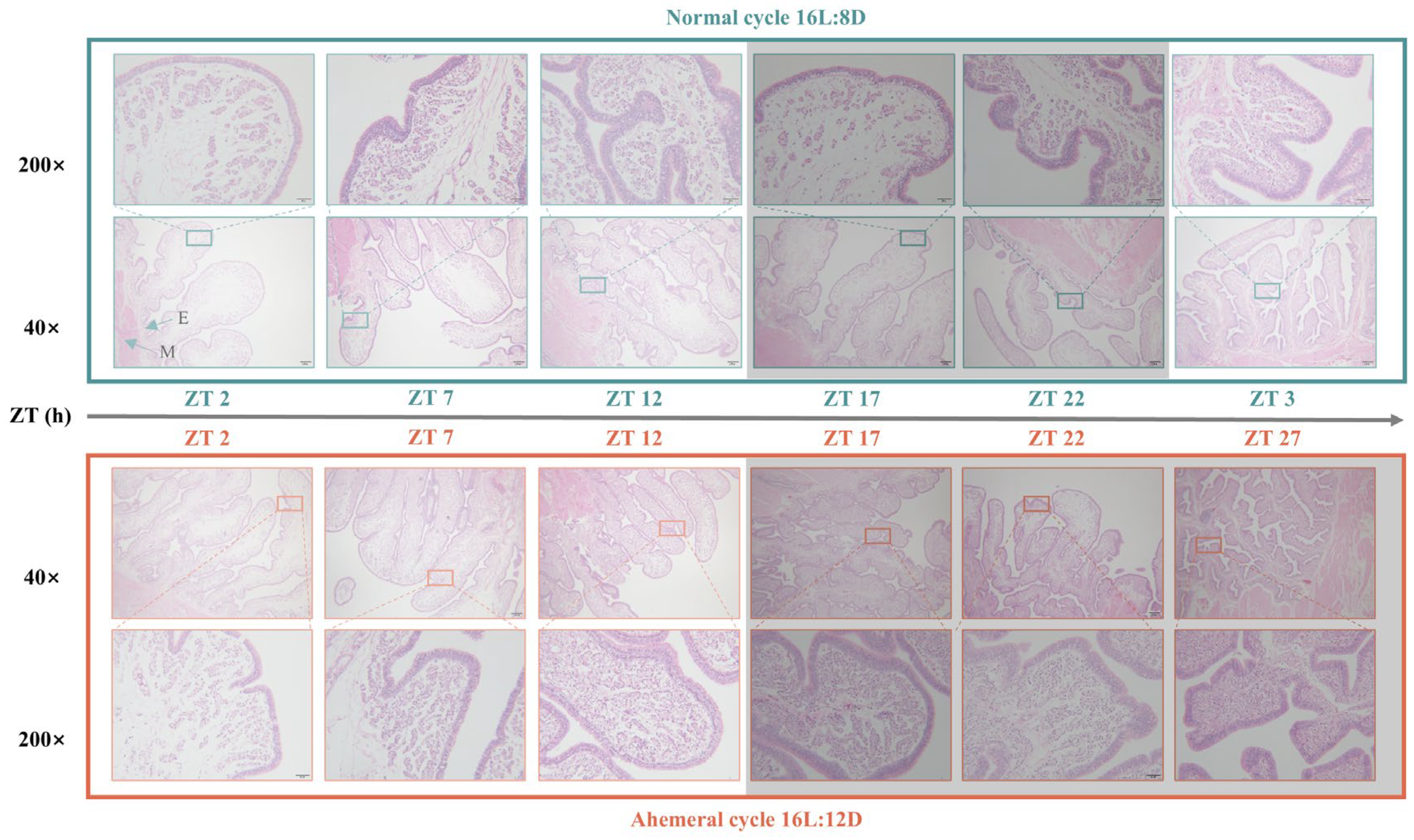 Animals 15 03086 g003 Animals 15 03086 g003