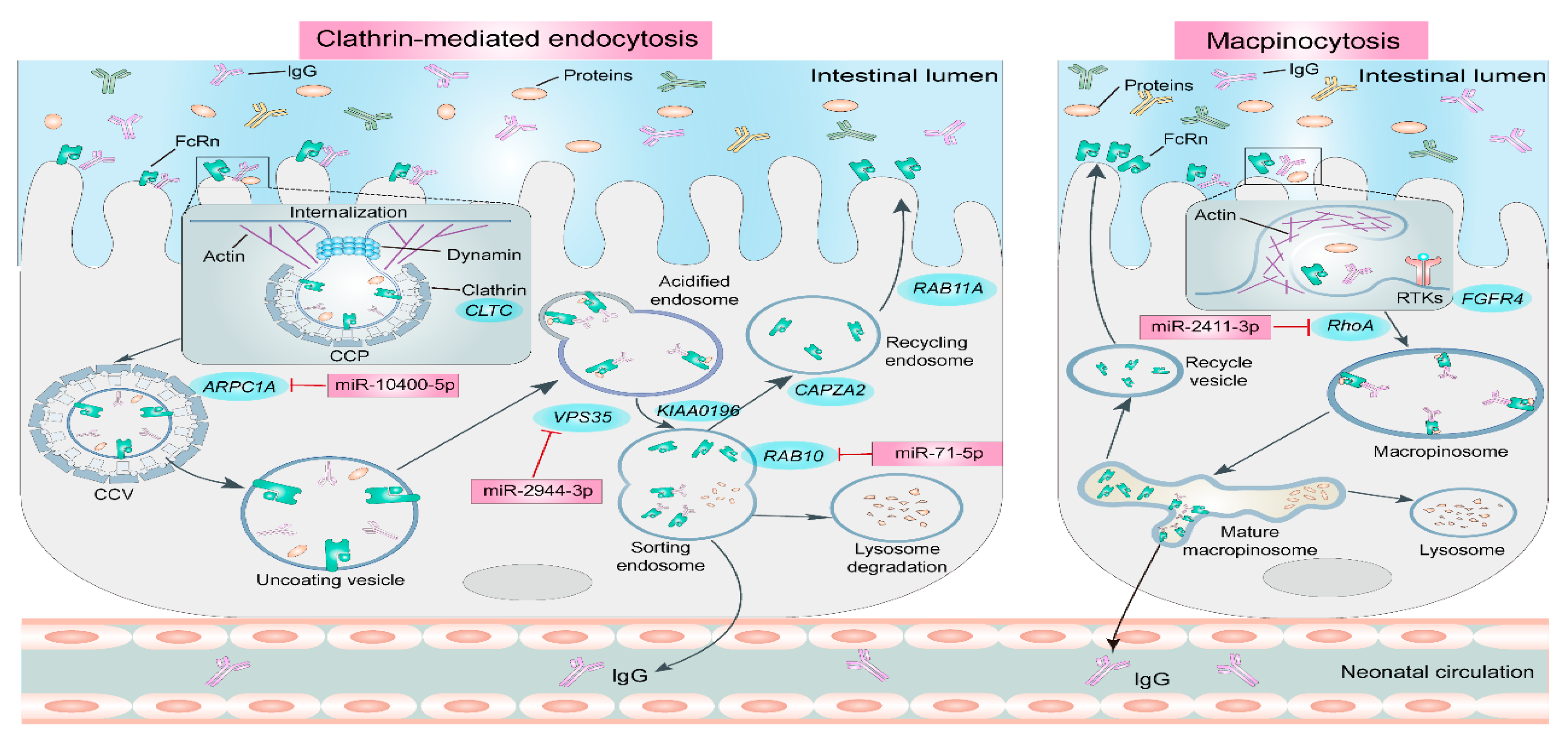 Animals 15 03093 g001 Animals 15 03093 g001