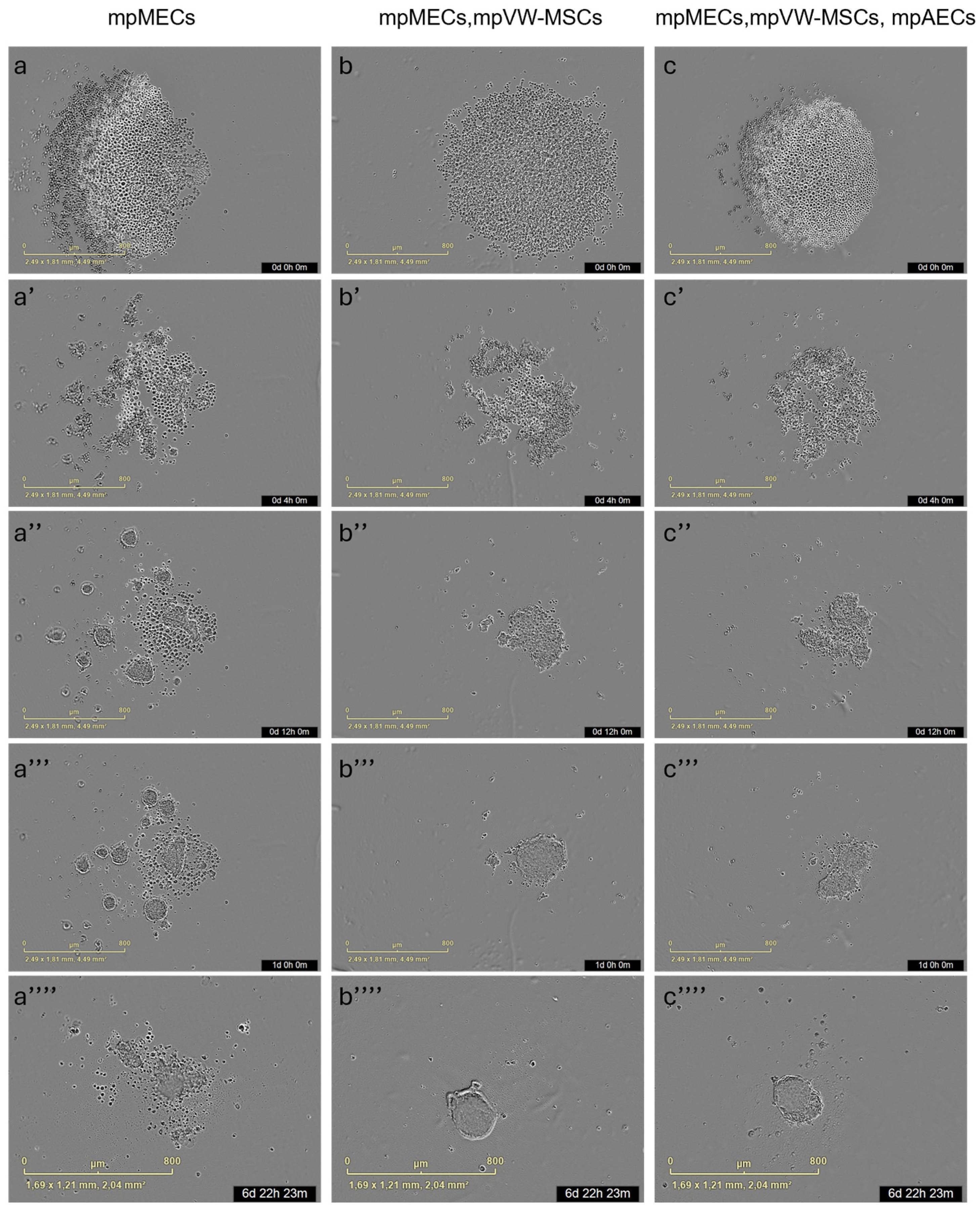 Animals 15 03095 g003 Animals 15 03095 g003