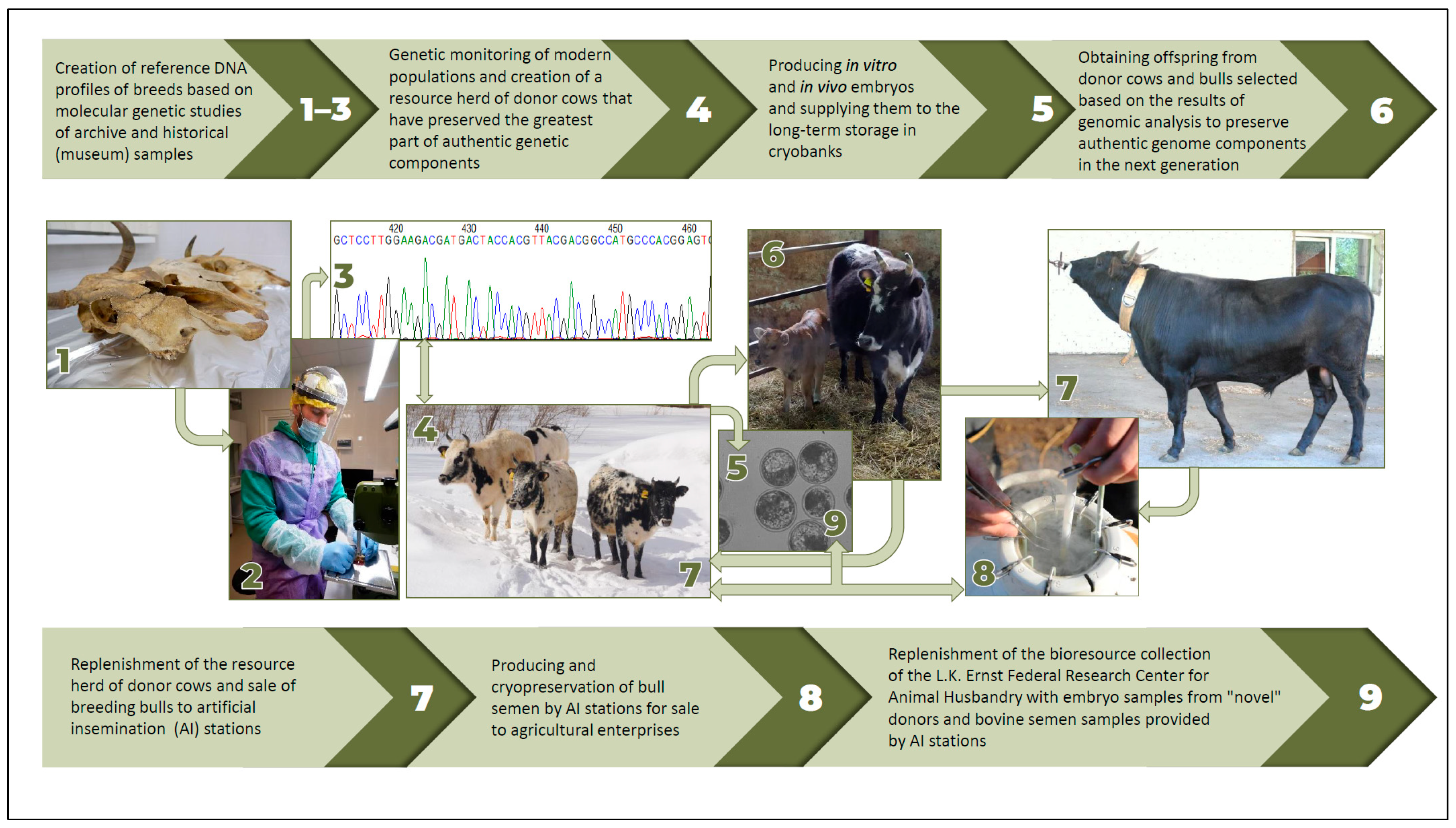 Animals 15 03103 g004 Animals 15 03103 g004