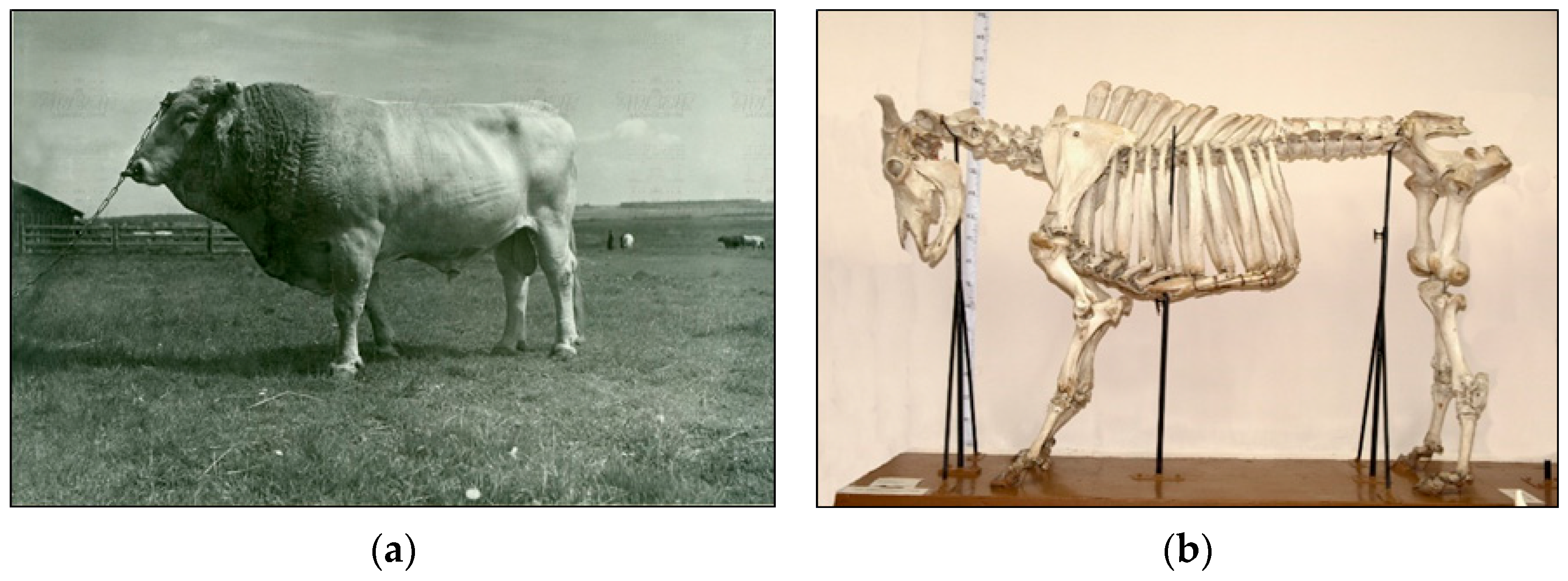 Animals 15 03103 g007a Animals 15 03103 g007a