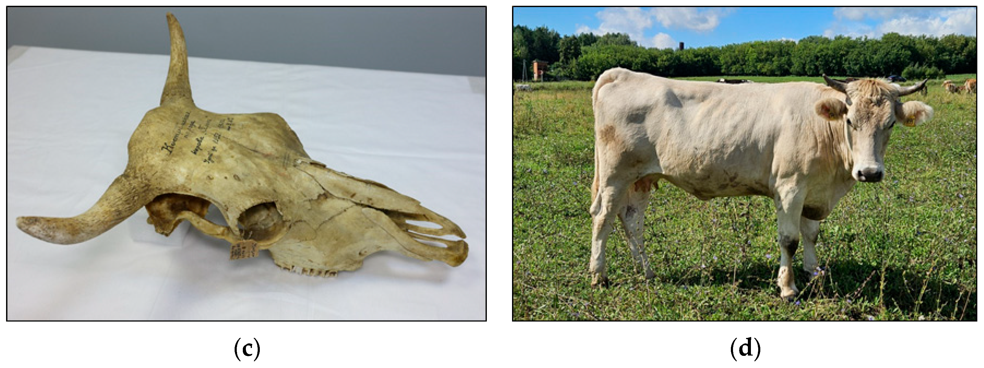 Animals 15 03103 g007b Animals 15 03103 g007b