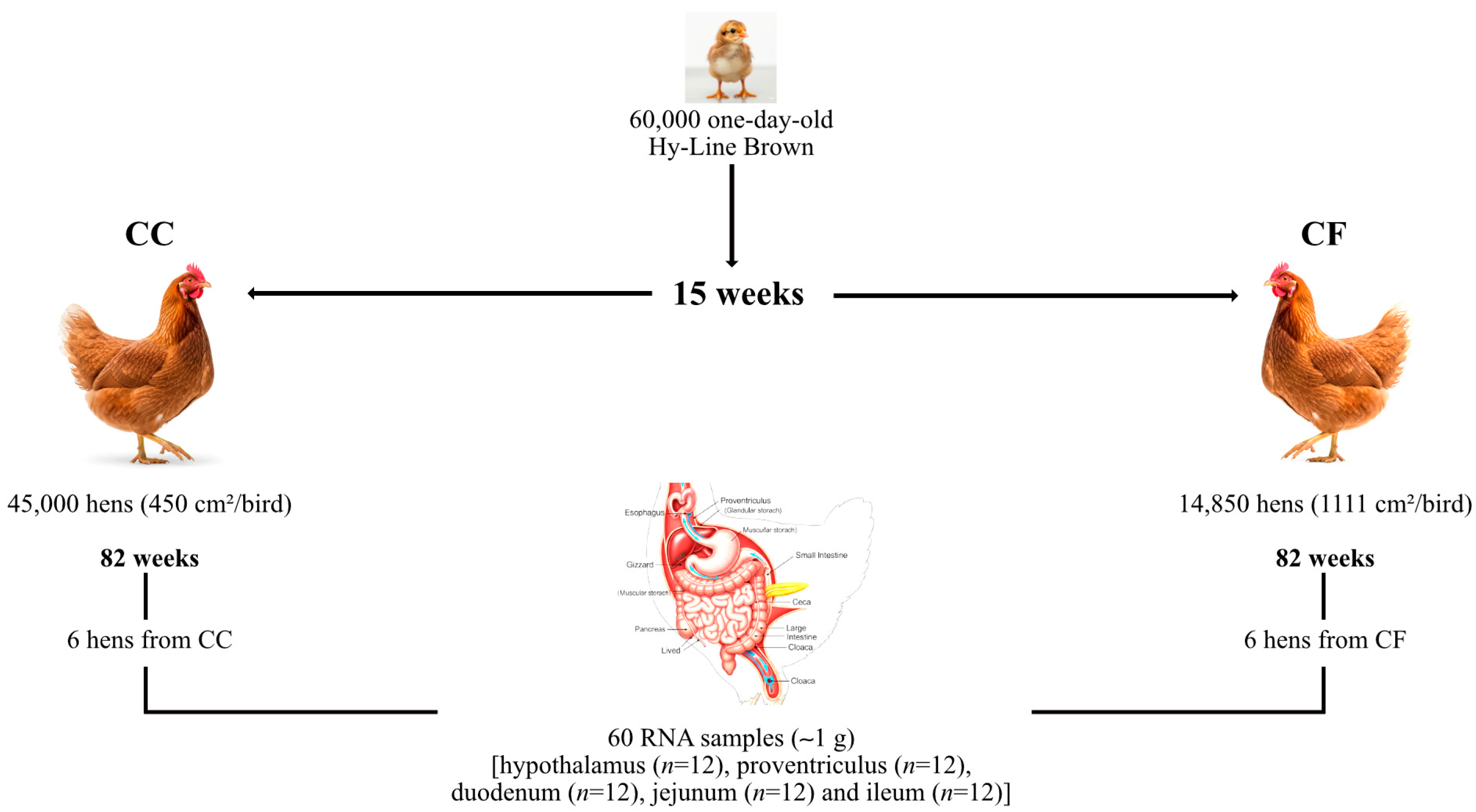 Animals 15 03127 g001 Animals 15 03127 g001