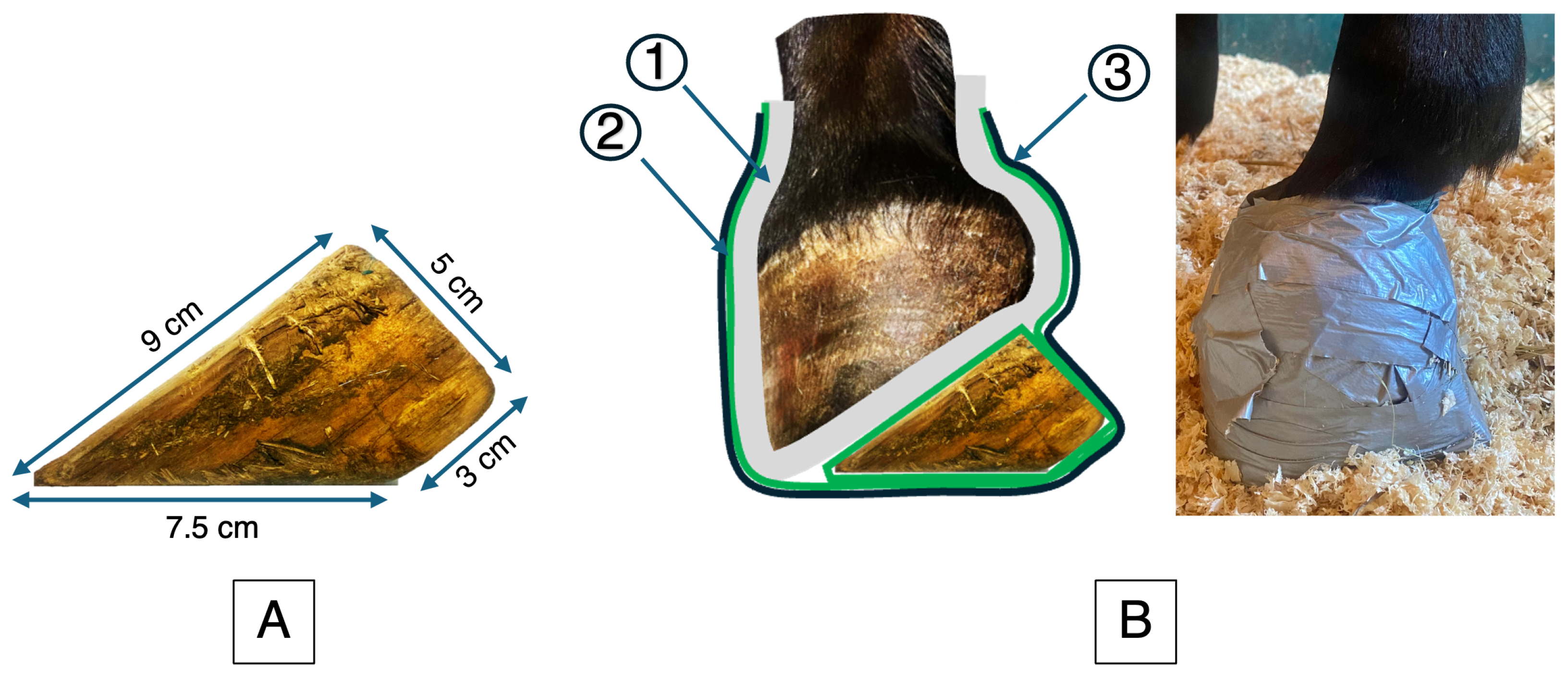 Animals 15 03137 g002