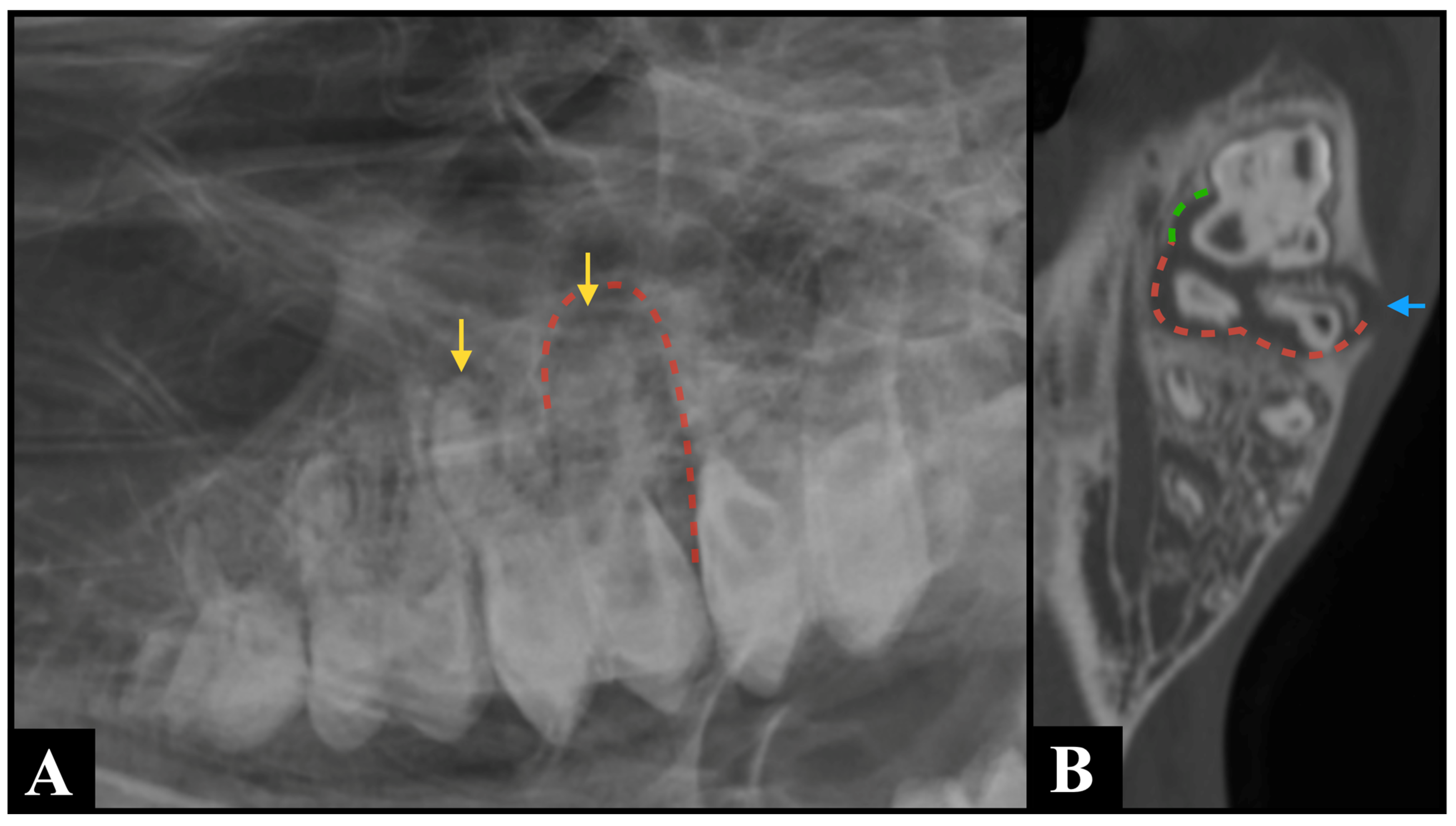 Animals 15 03138 g003 Animals 15 03138 g003