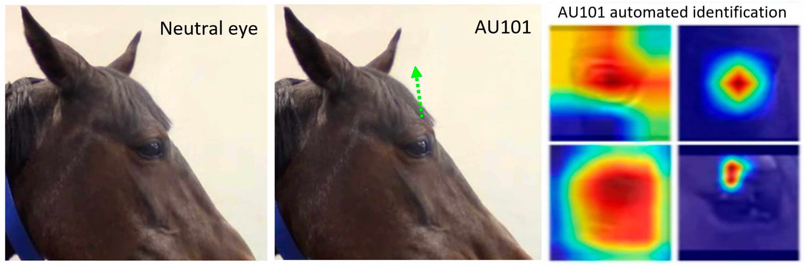 Animals 15 03142 g004 Animals 15 03142 g004