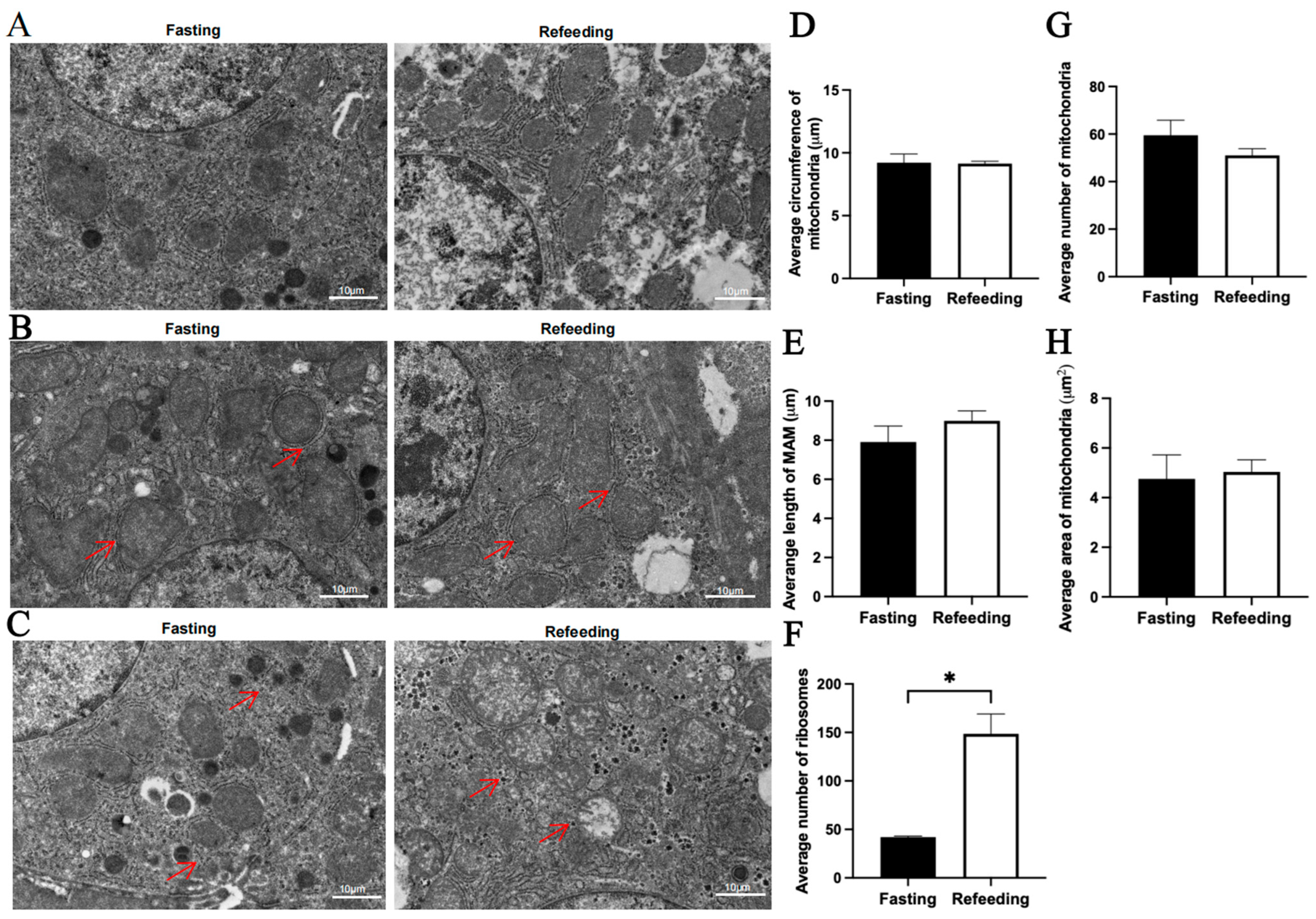 Animals 15 03151 g002