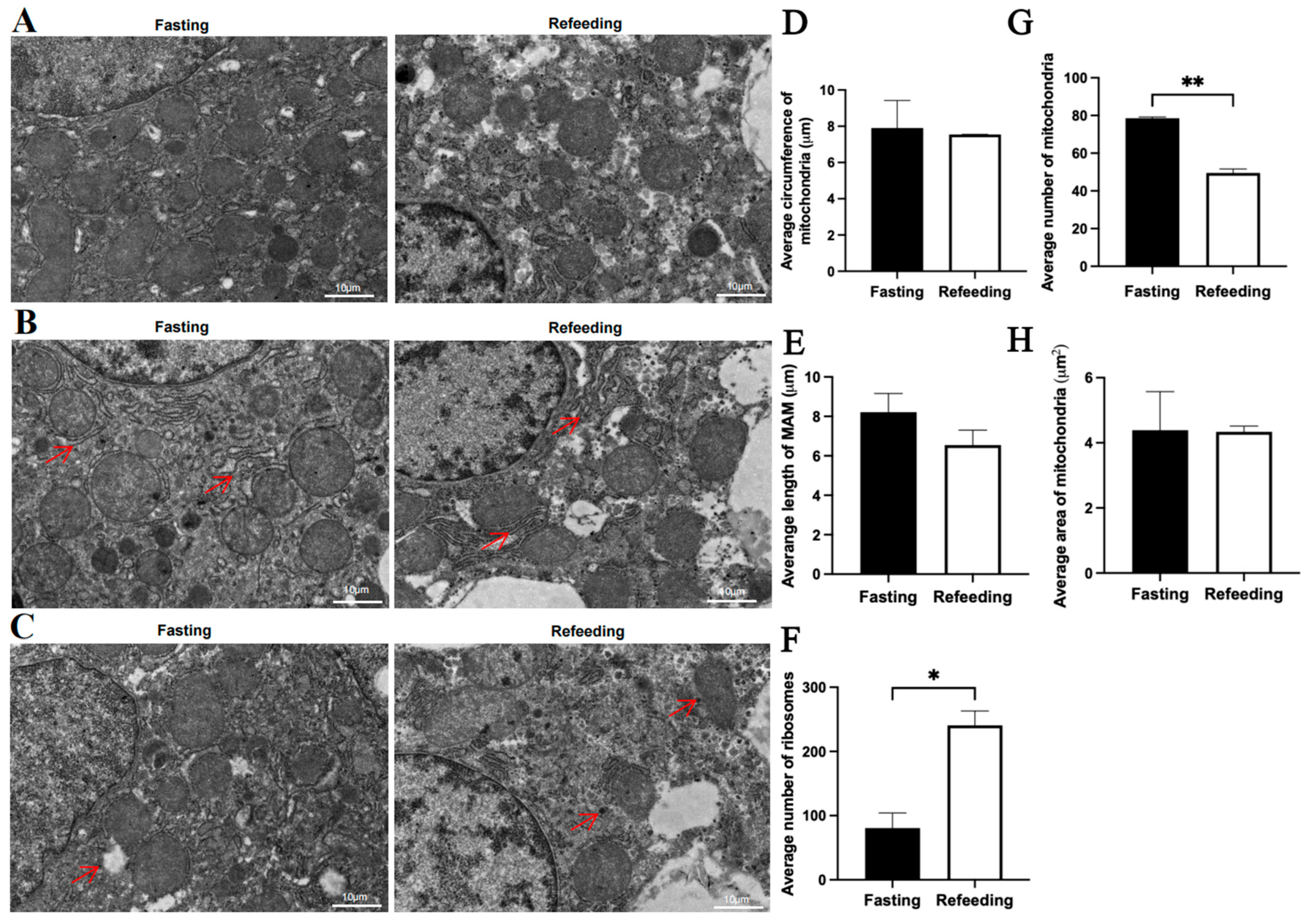 Animals 15 03151 g003