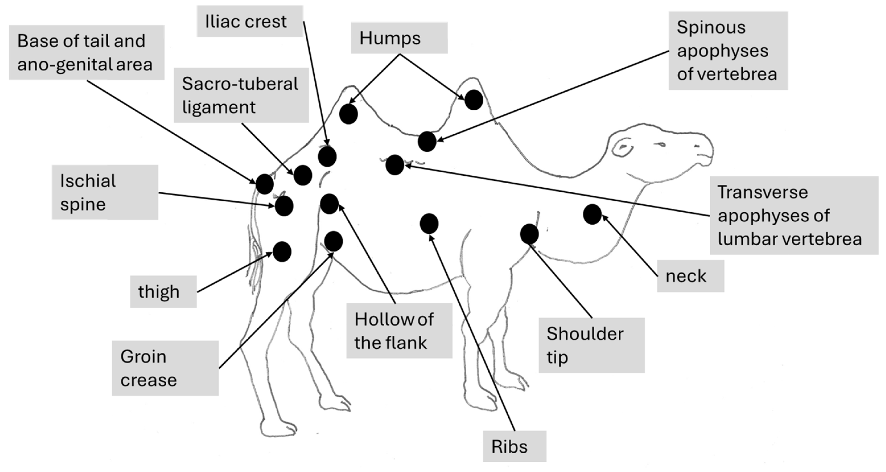 Animals 15 03157 g001 Animals 15 03157 g001